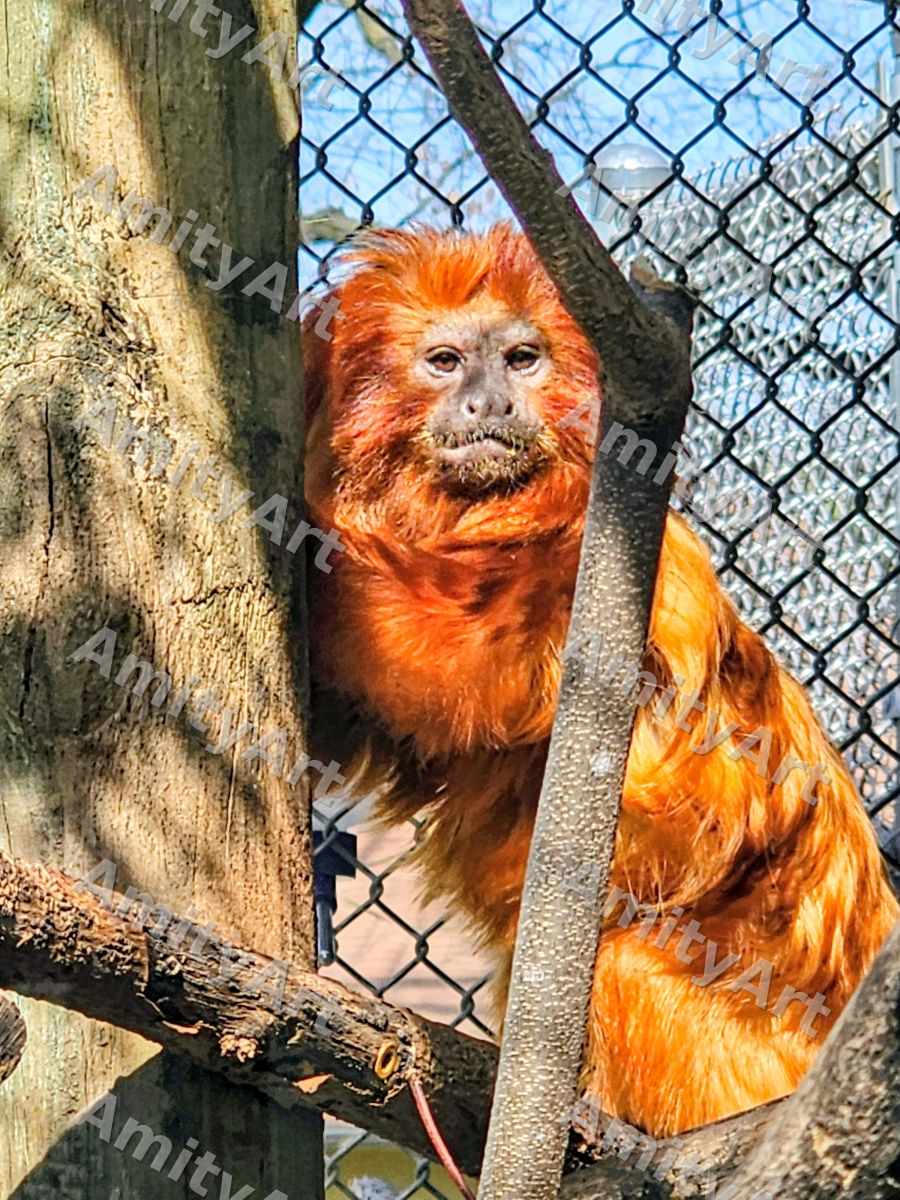 Animal Series