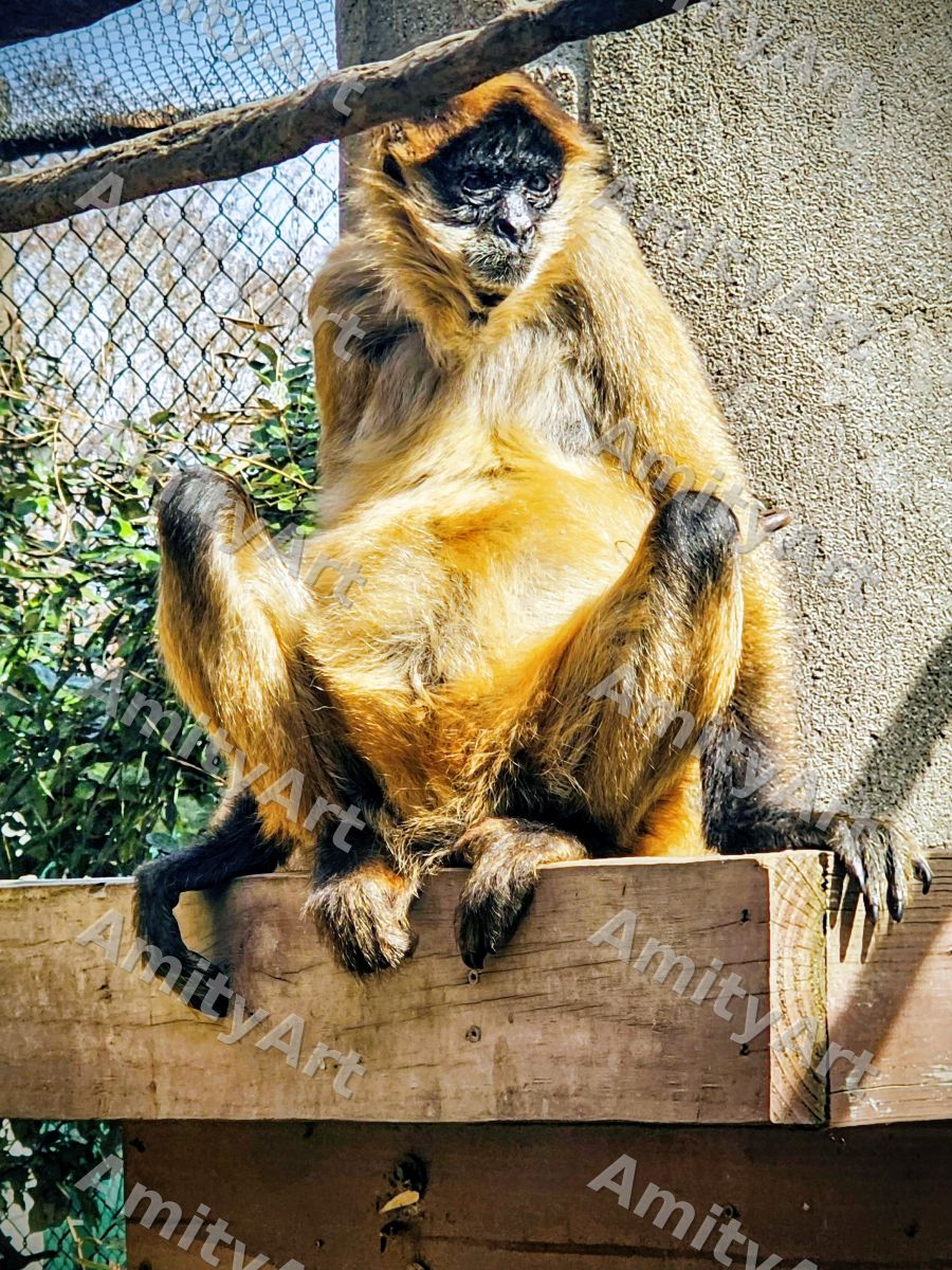 Animal Series