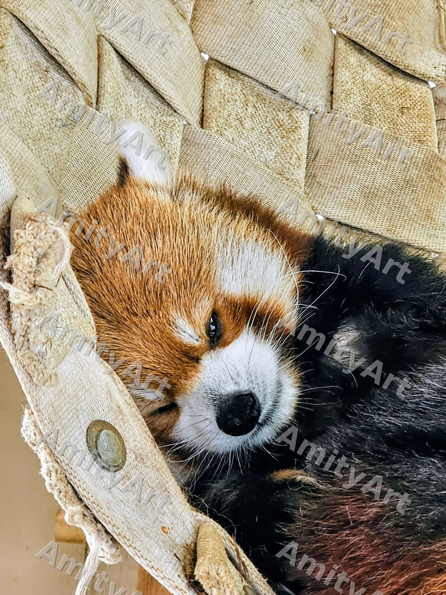 Animal Series