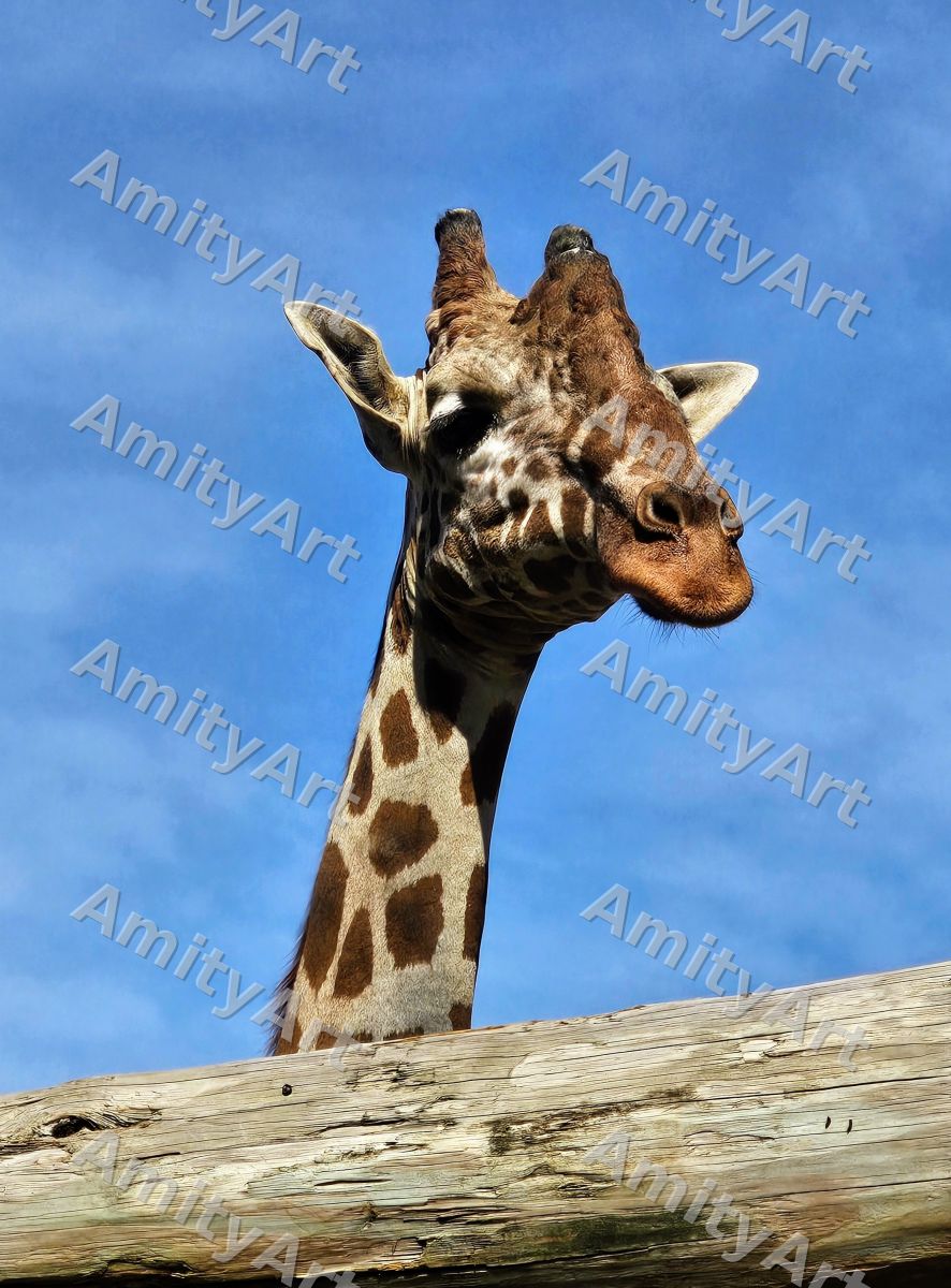 Animal Series