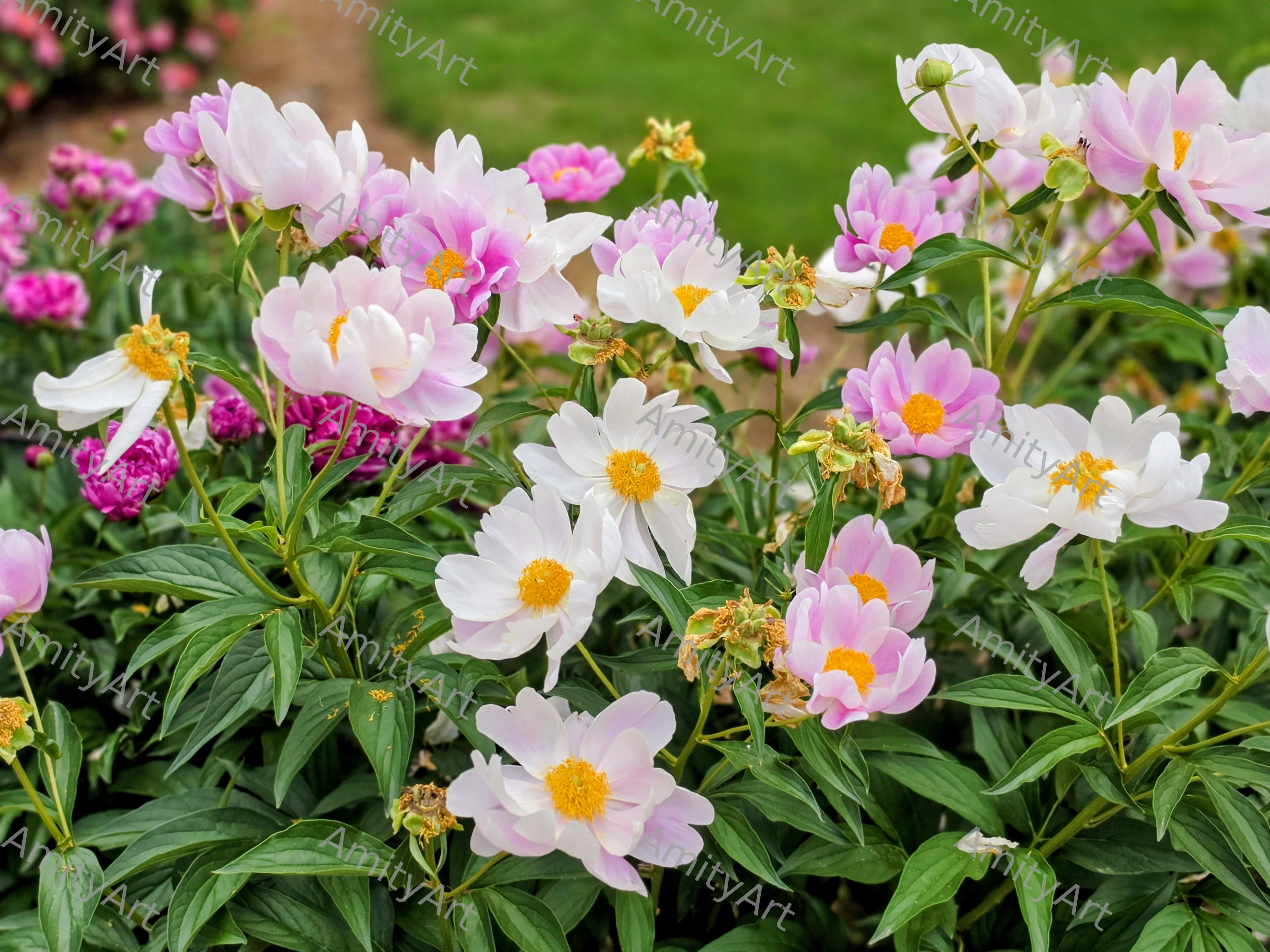 Flower Series