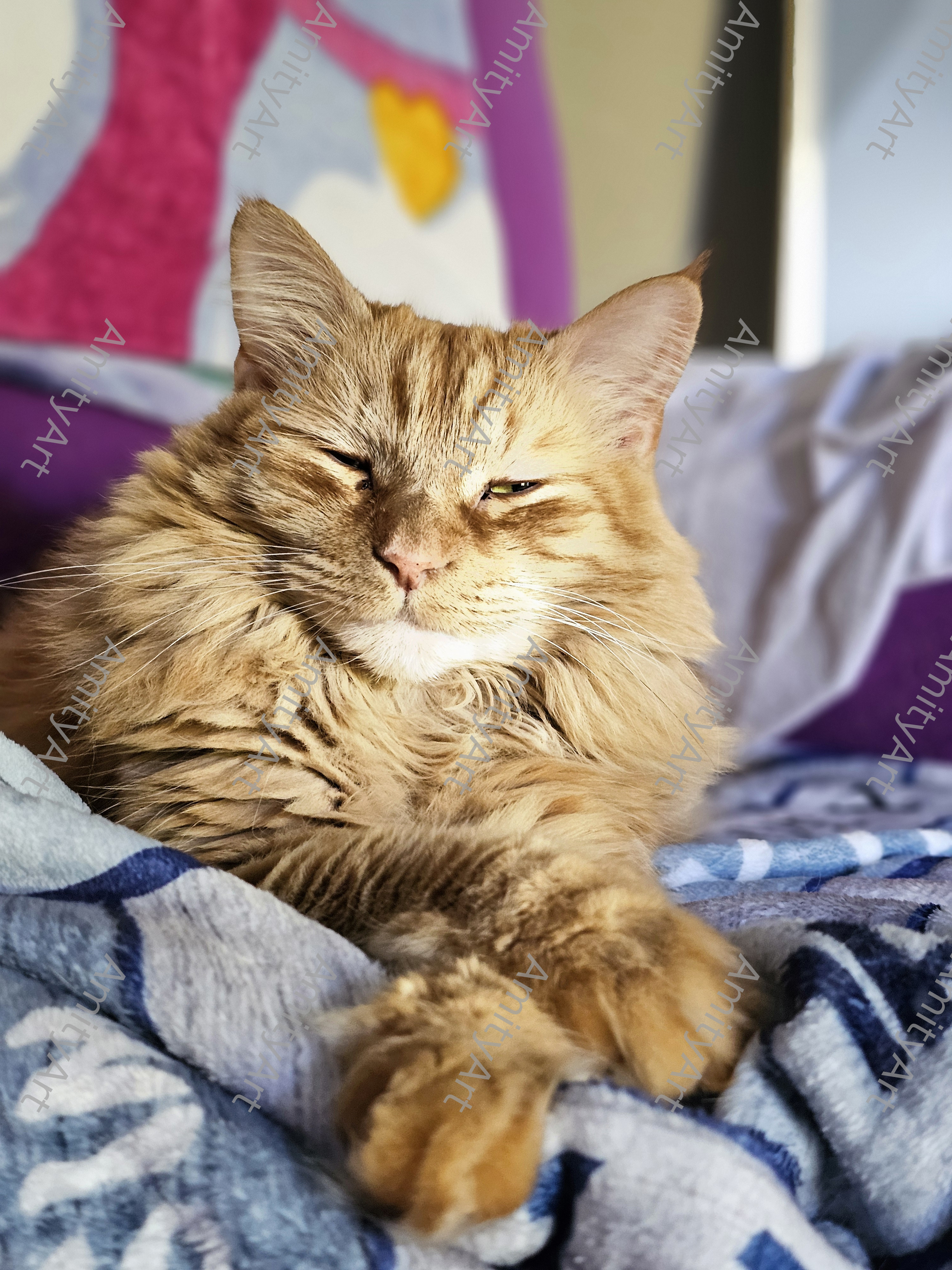 Cat Series