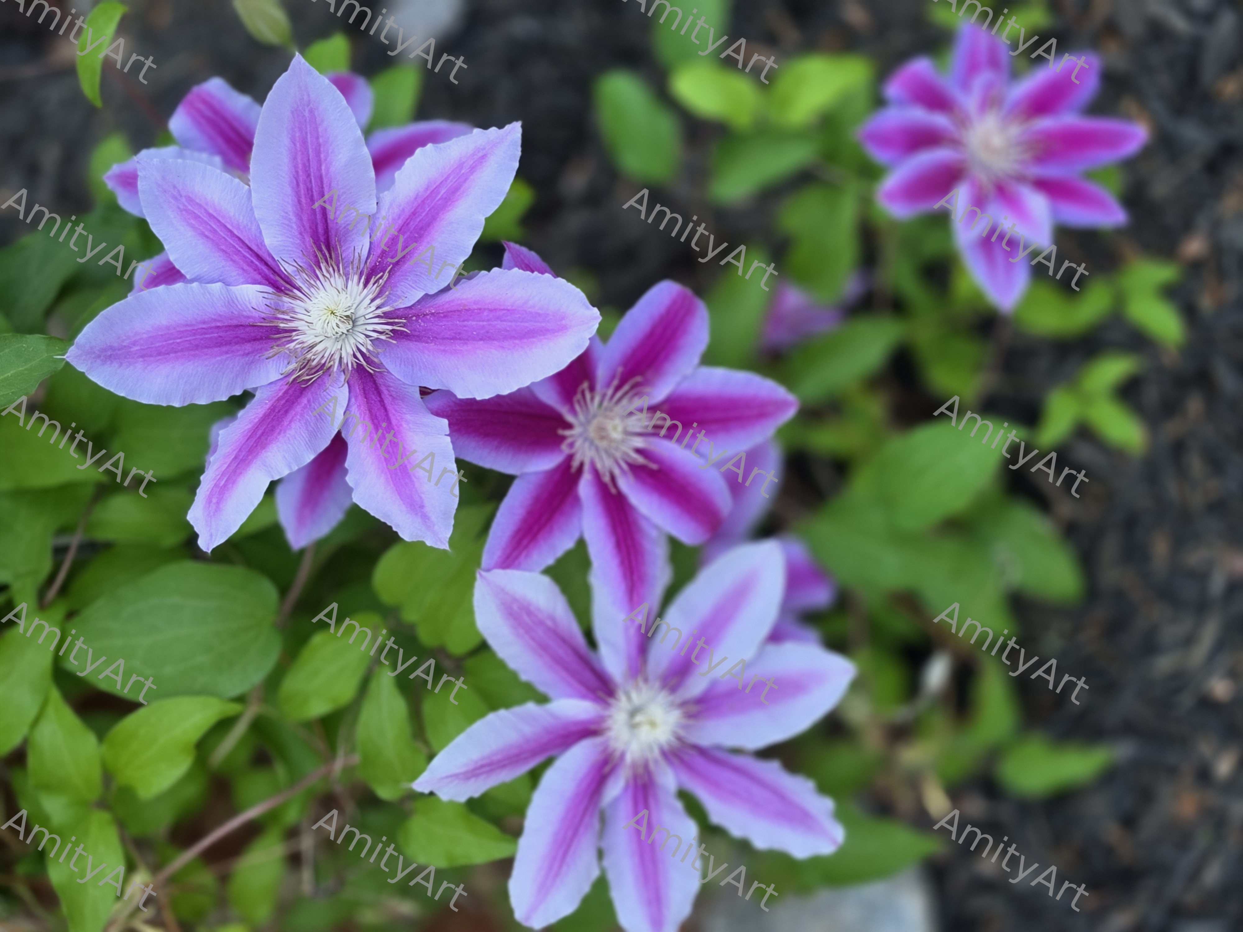 Flower Series