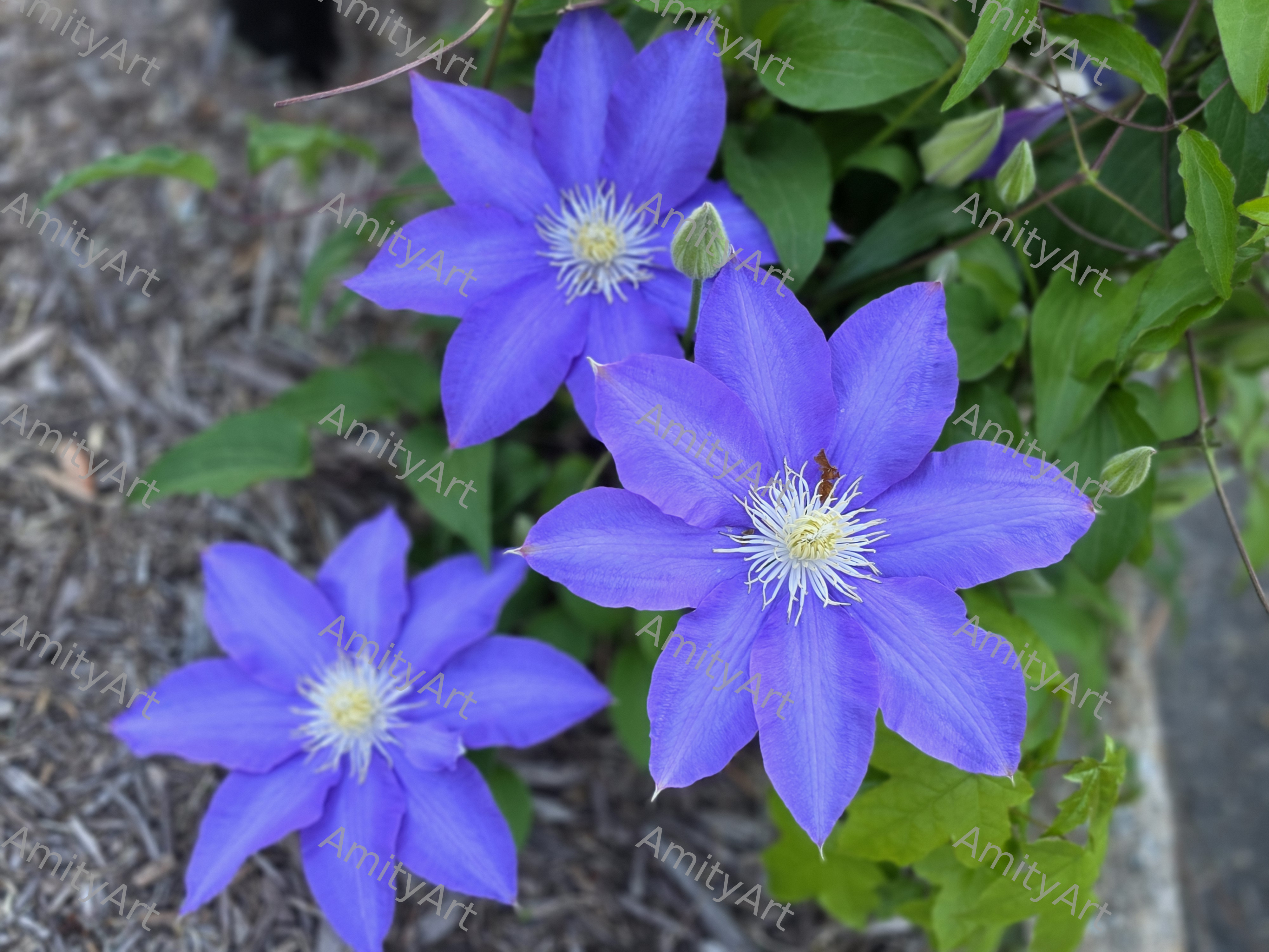 Flower Series