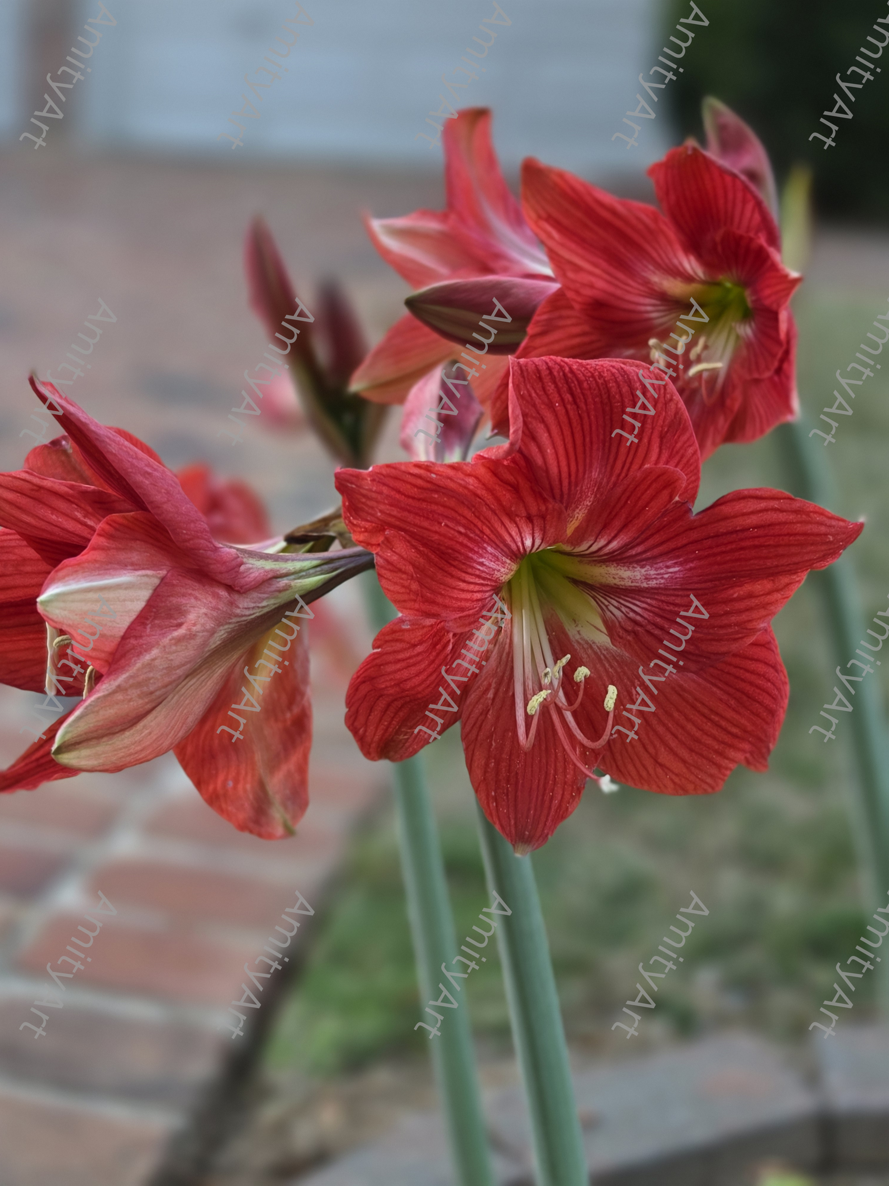 Flower Series