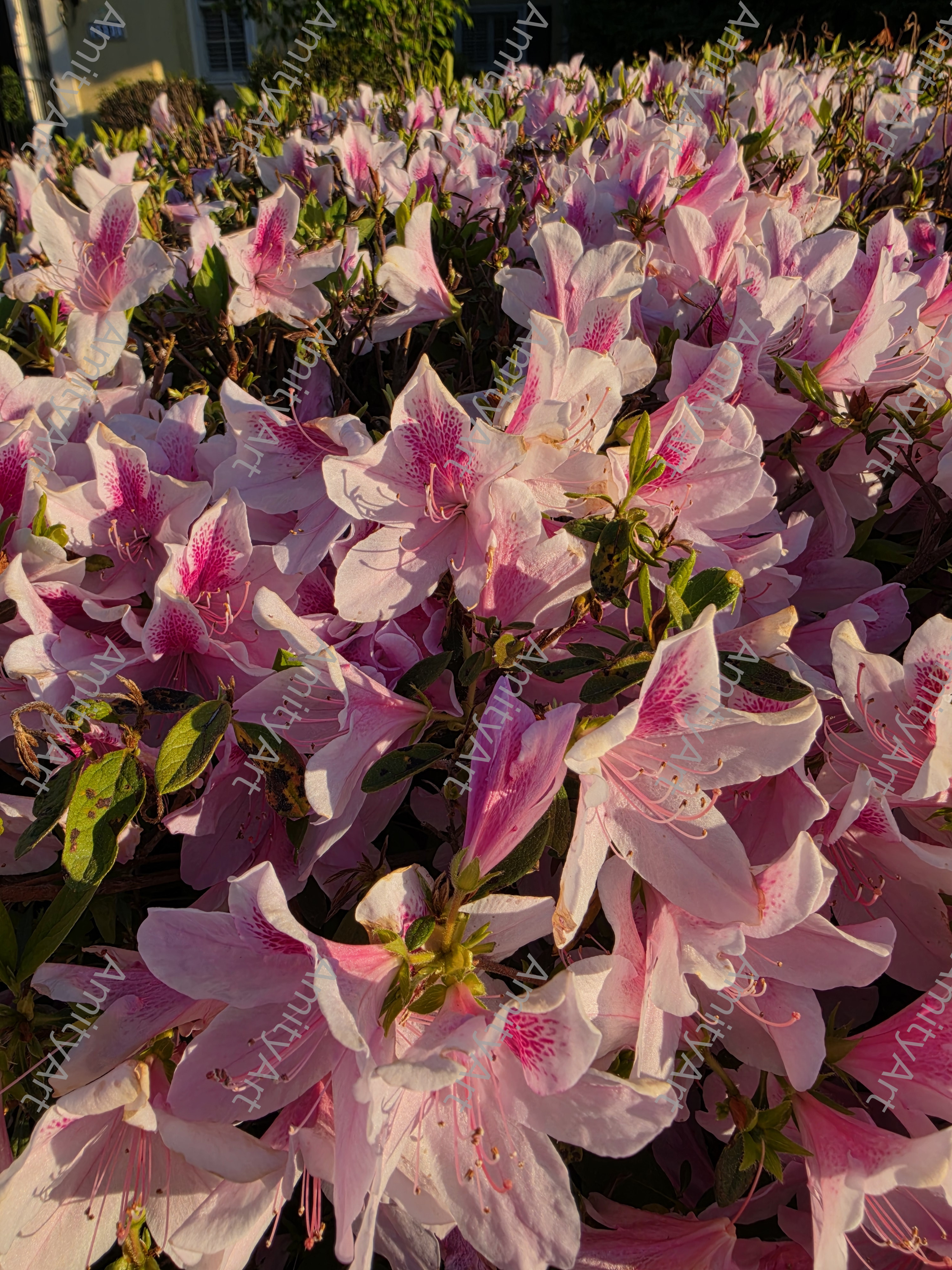 Flower Series