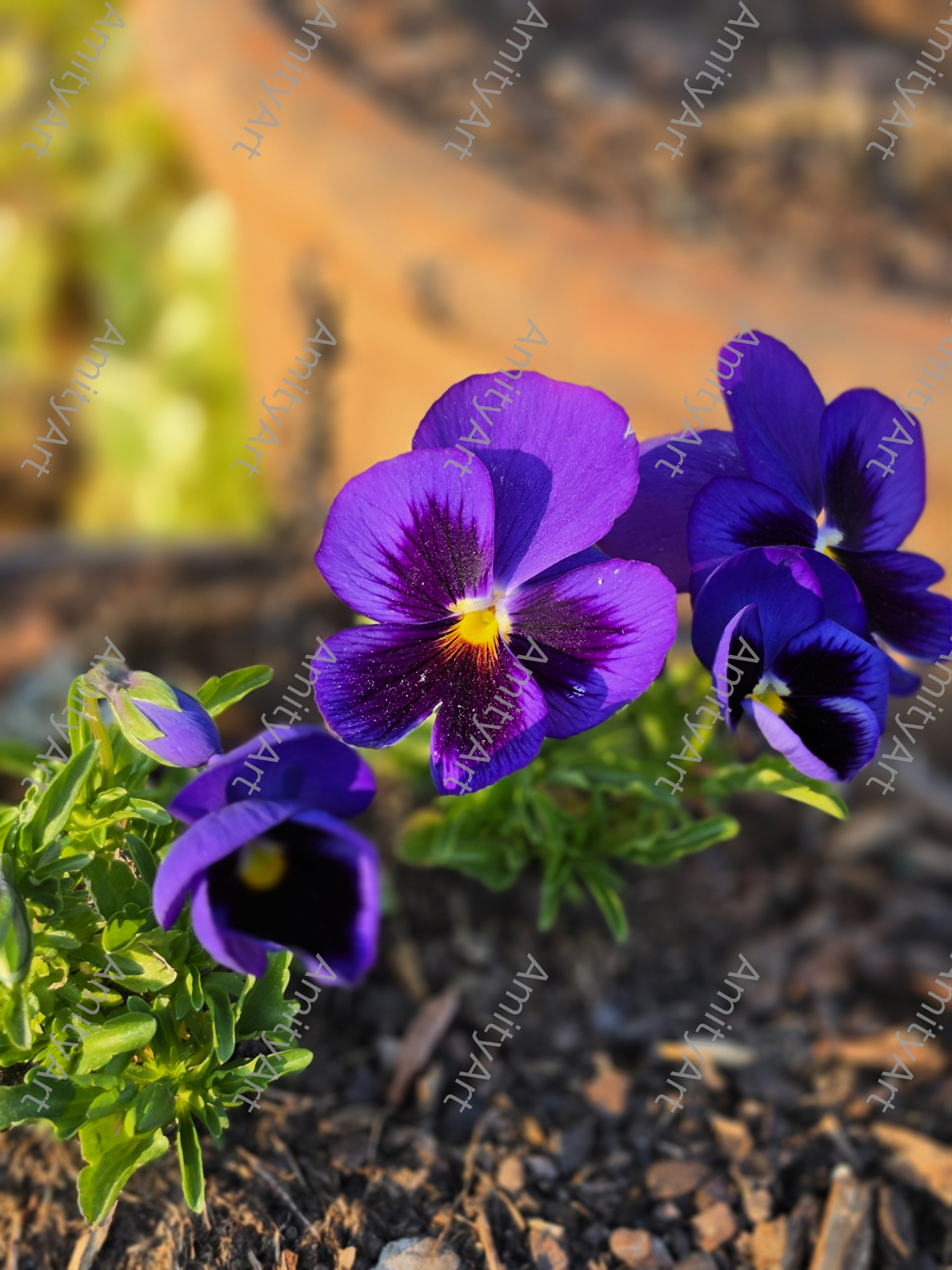 Flower Series