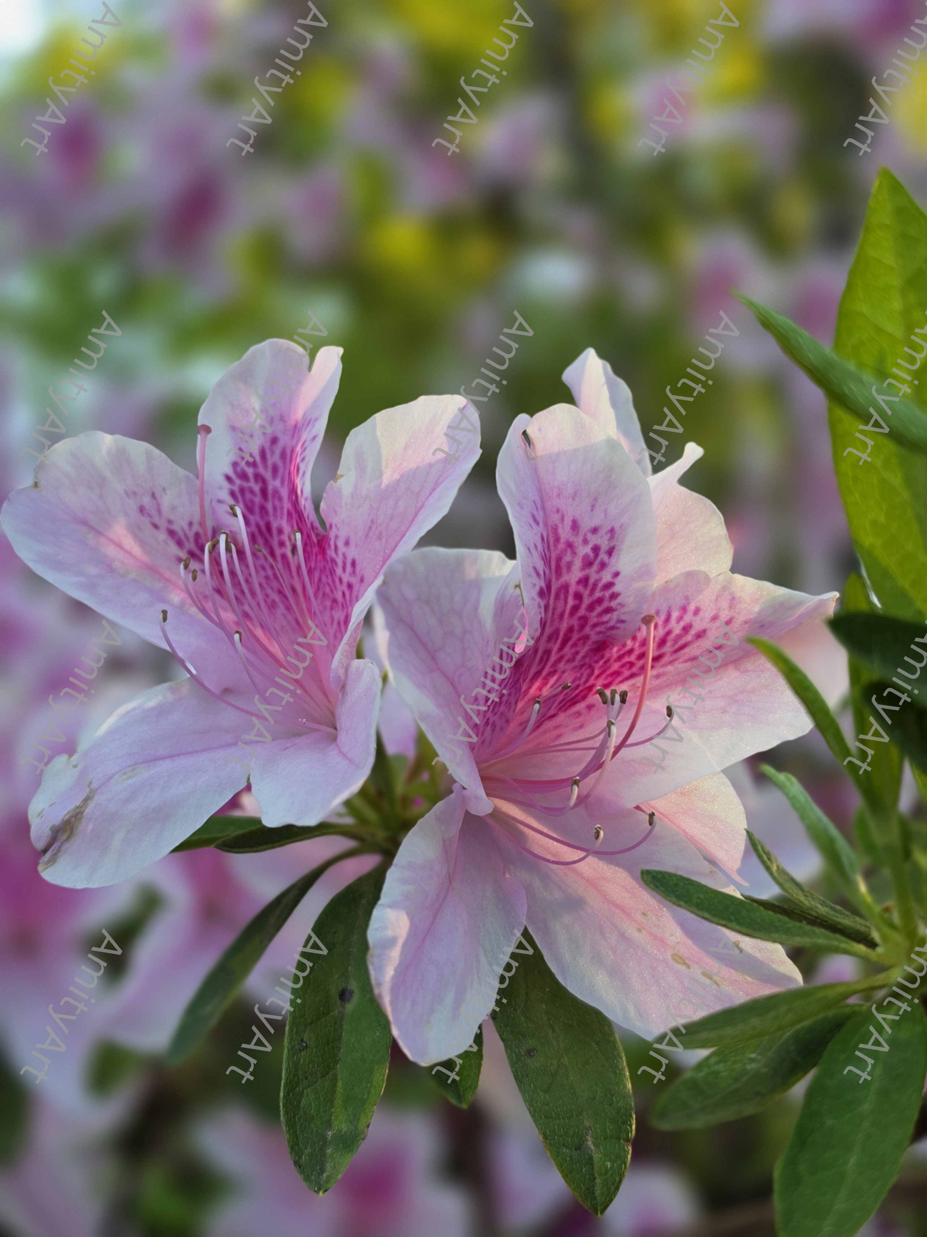 Flower Series