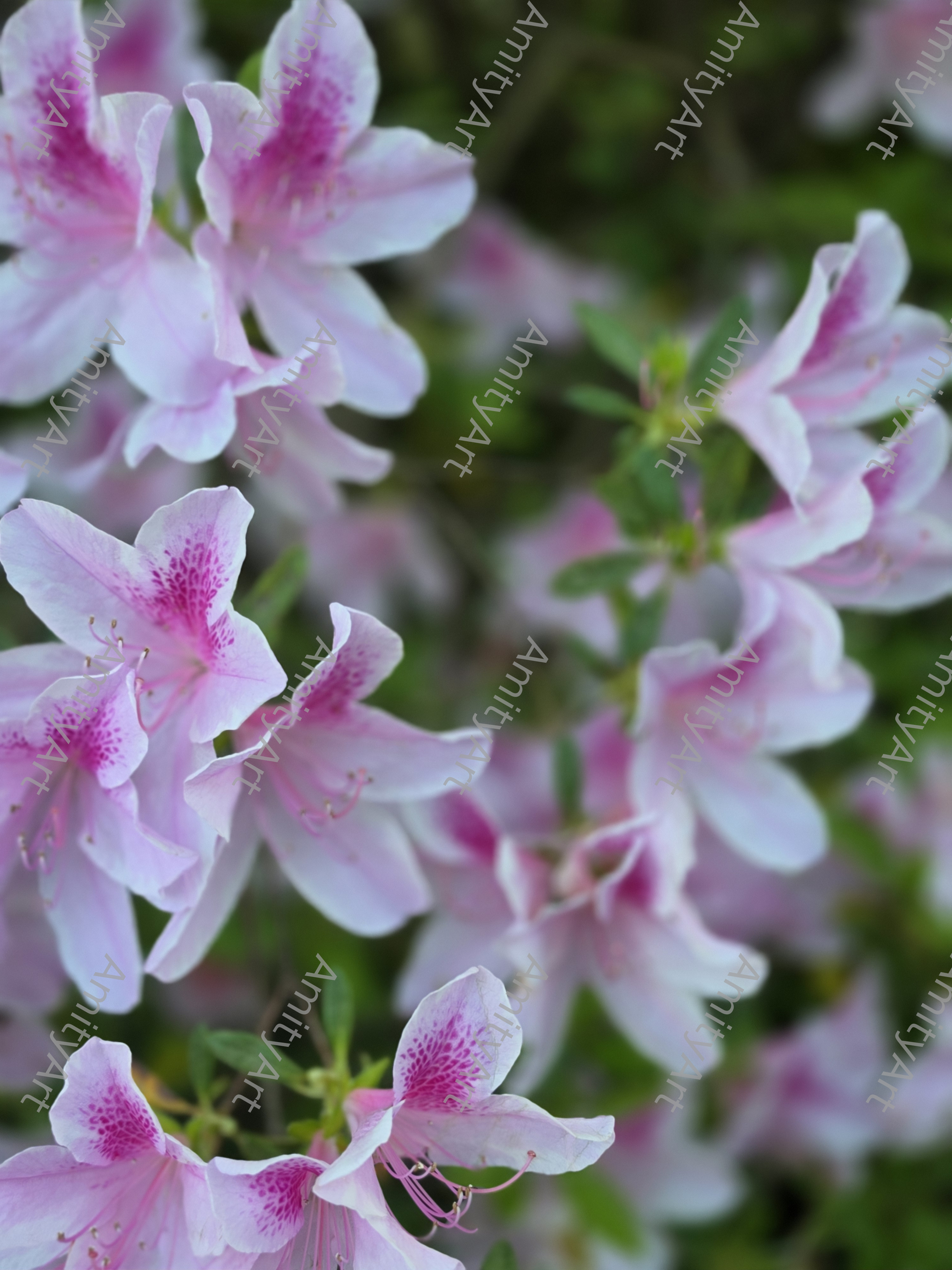Flower Series