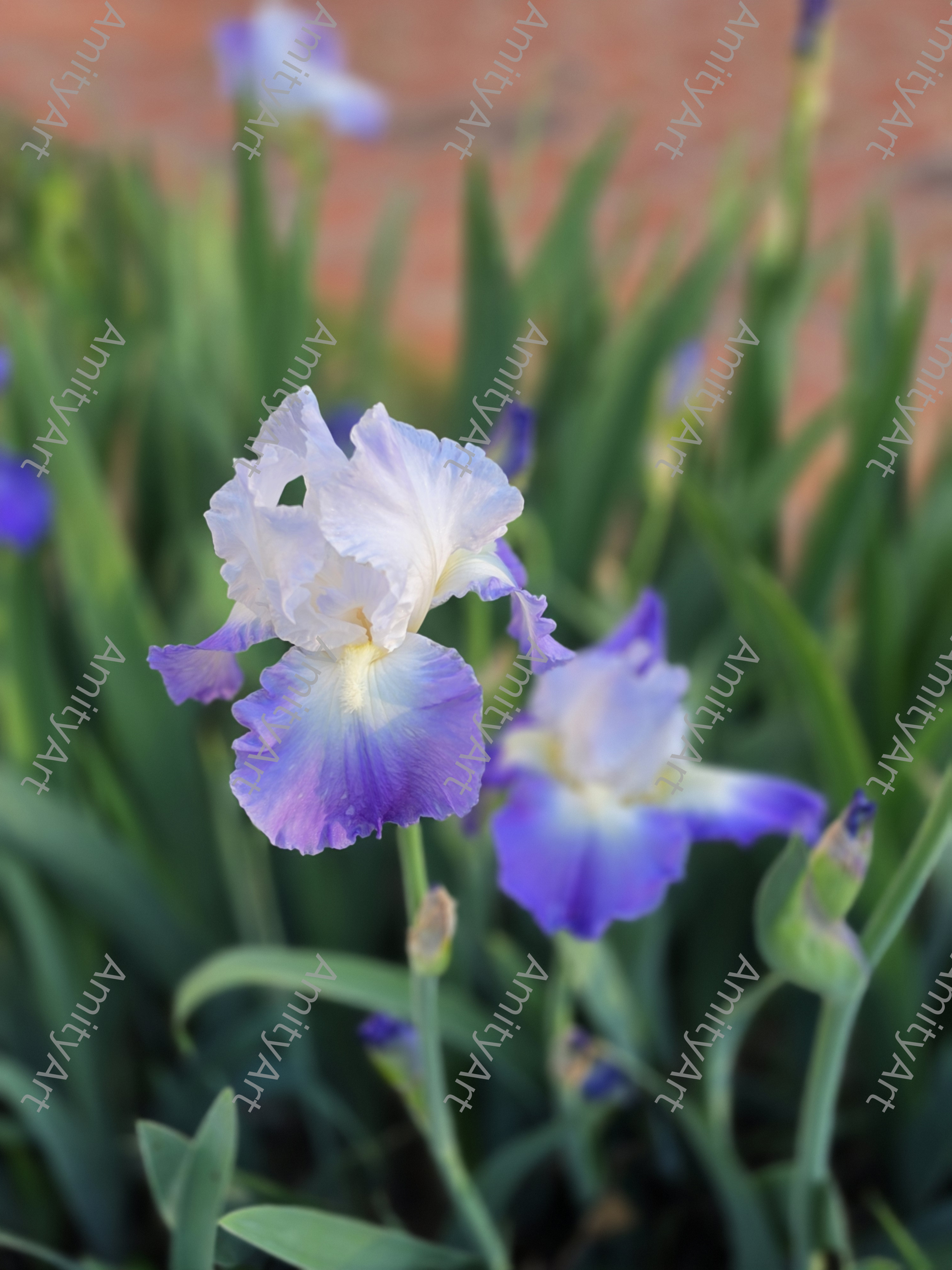 Flower Series