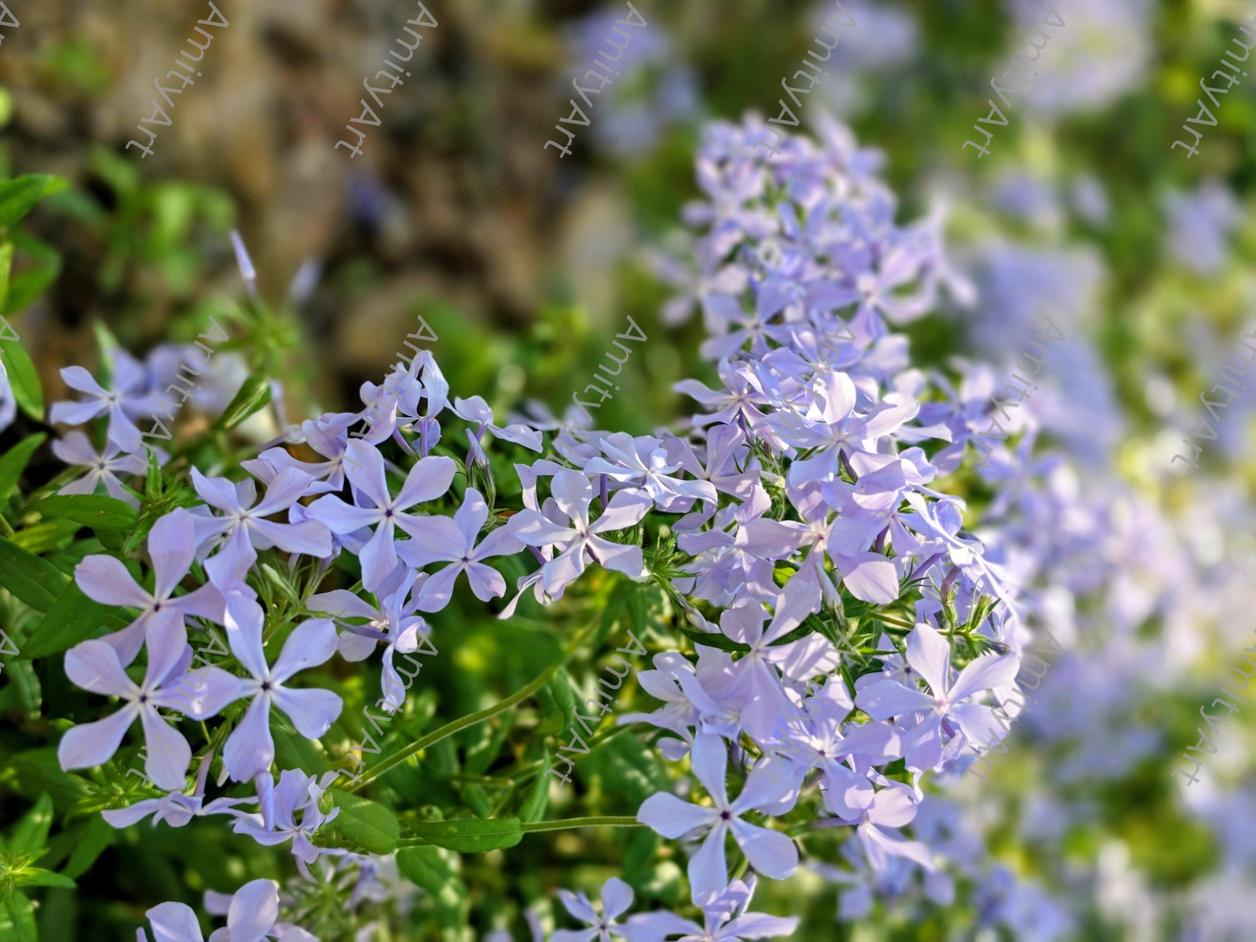 Flower Series