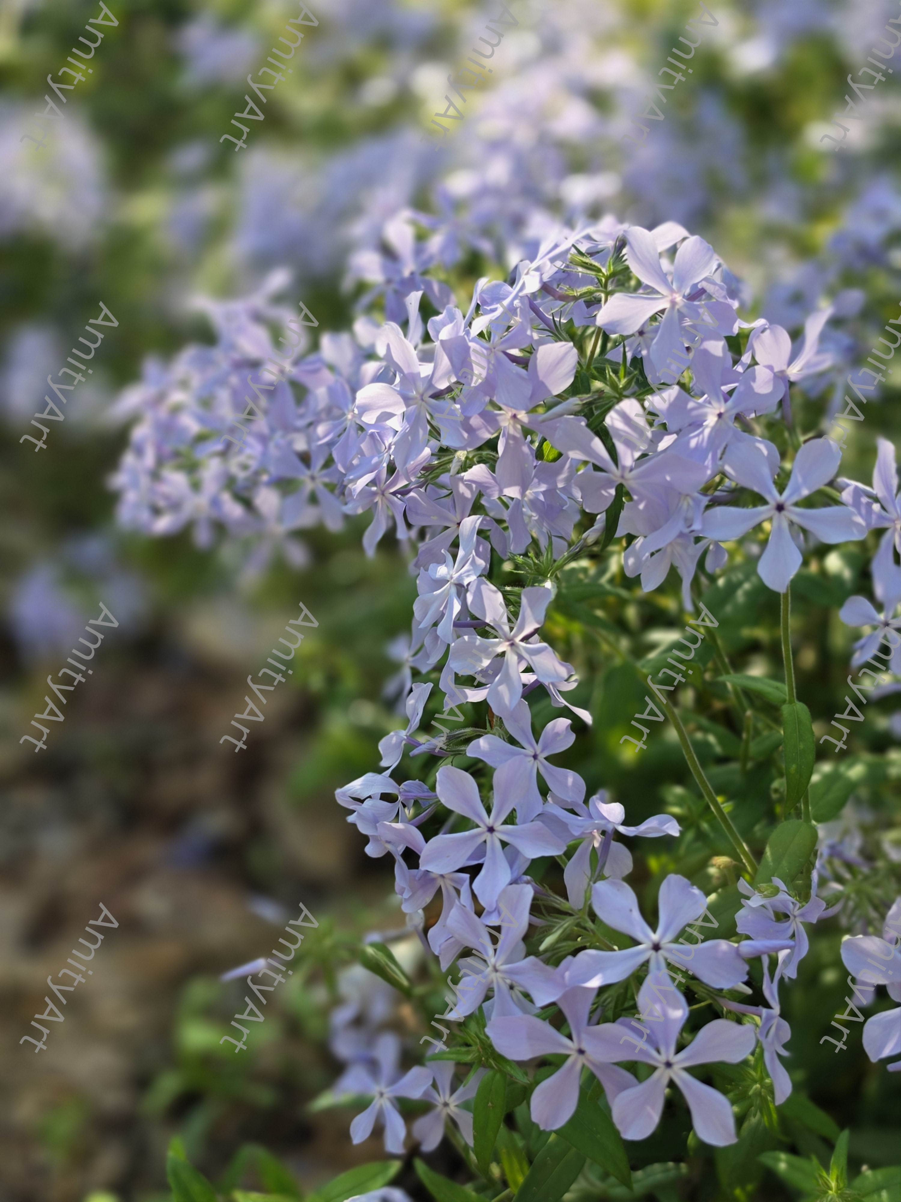 Flower Series