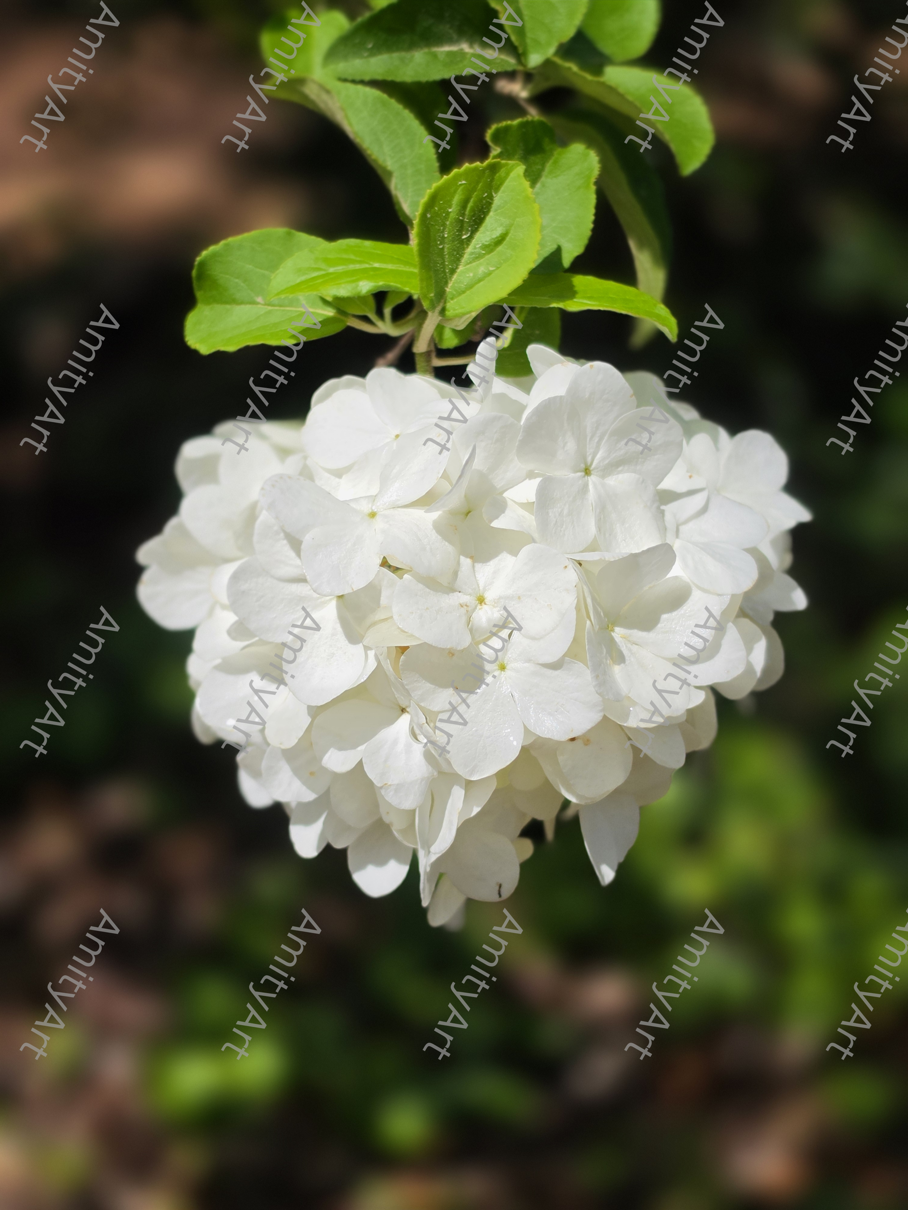 Flower Series