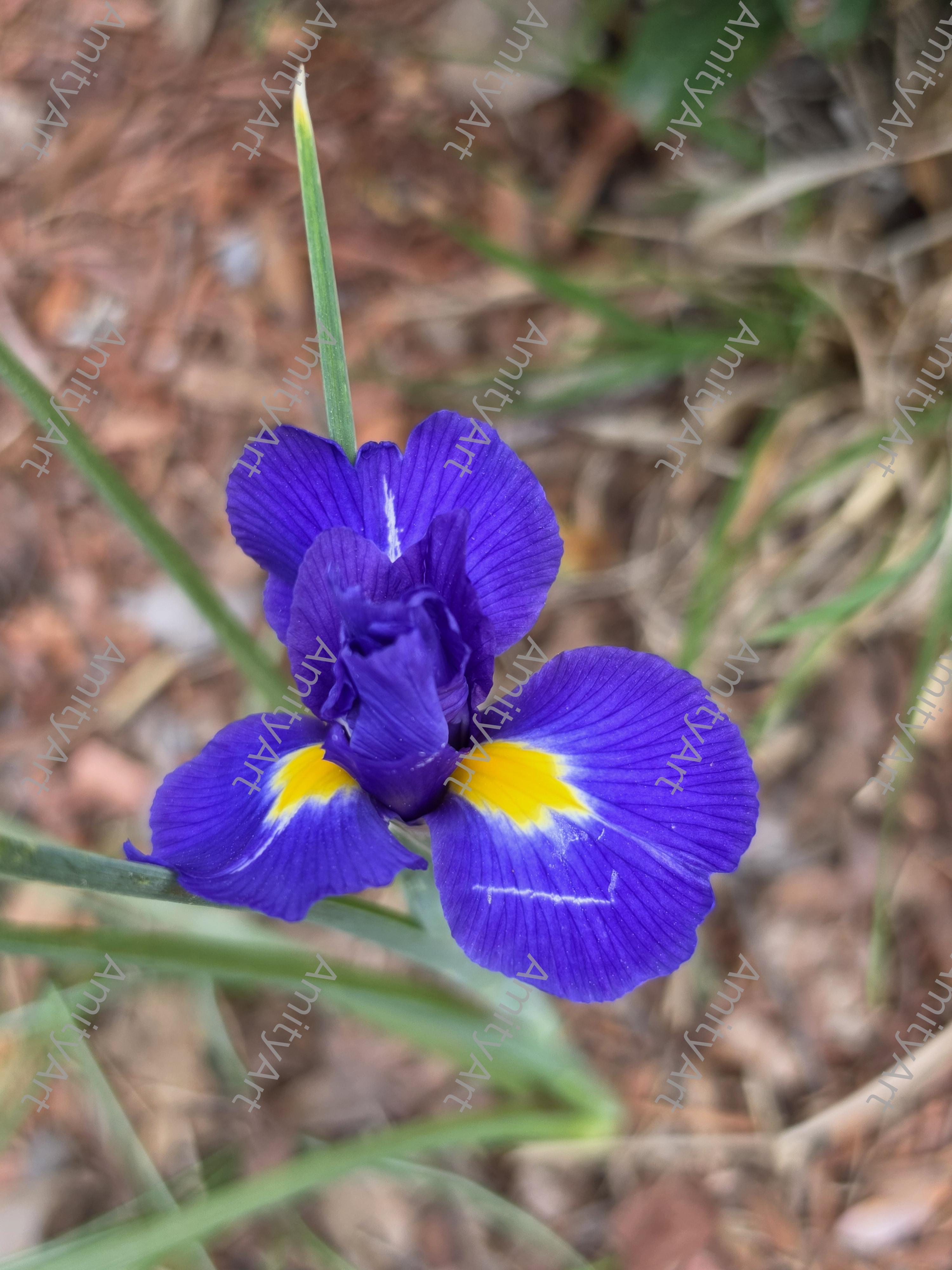 Flower Series