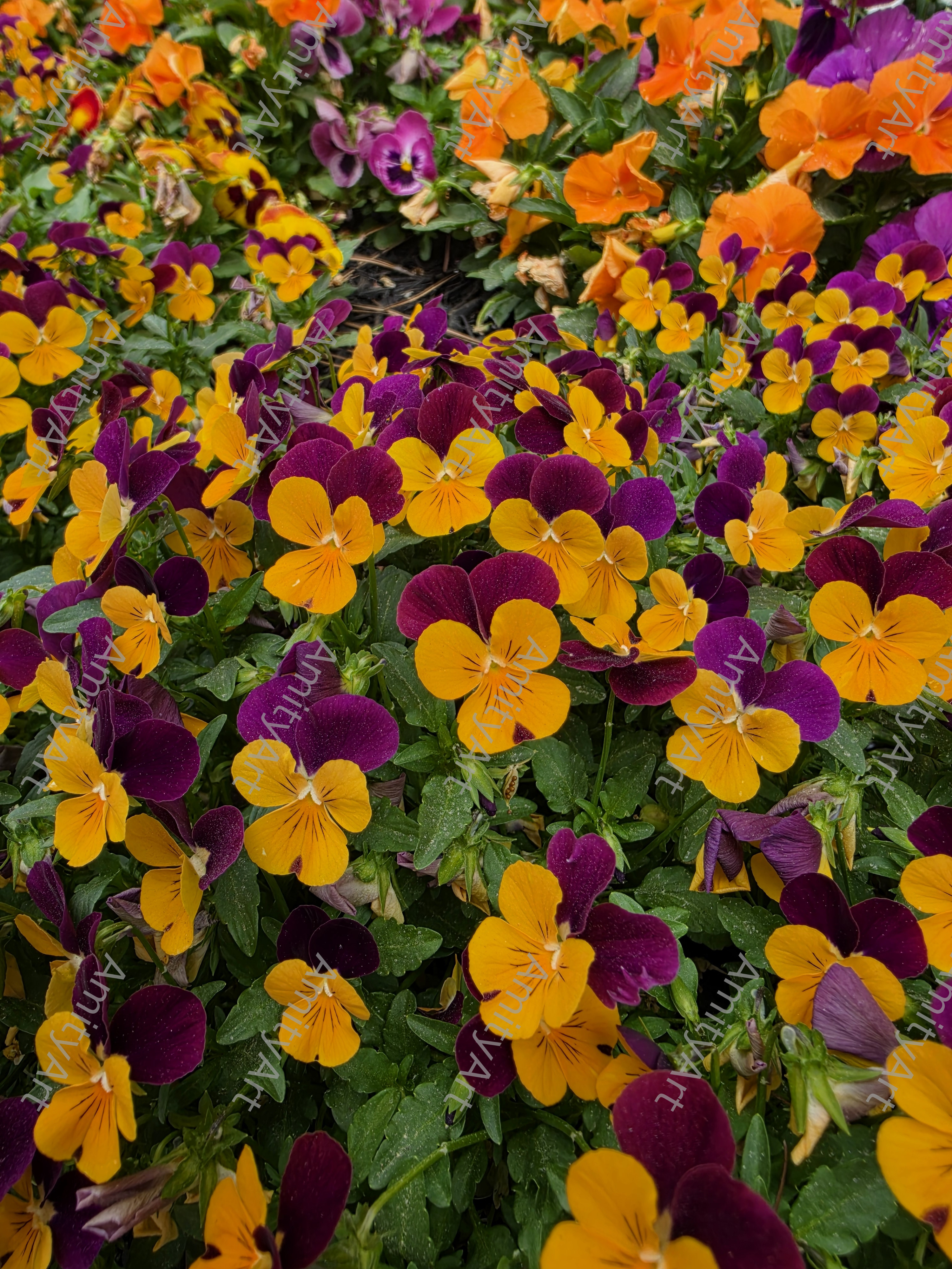 Flower Series