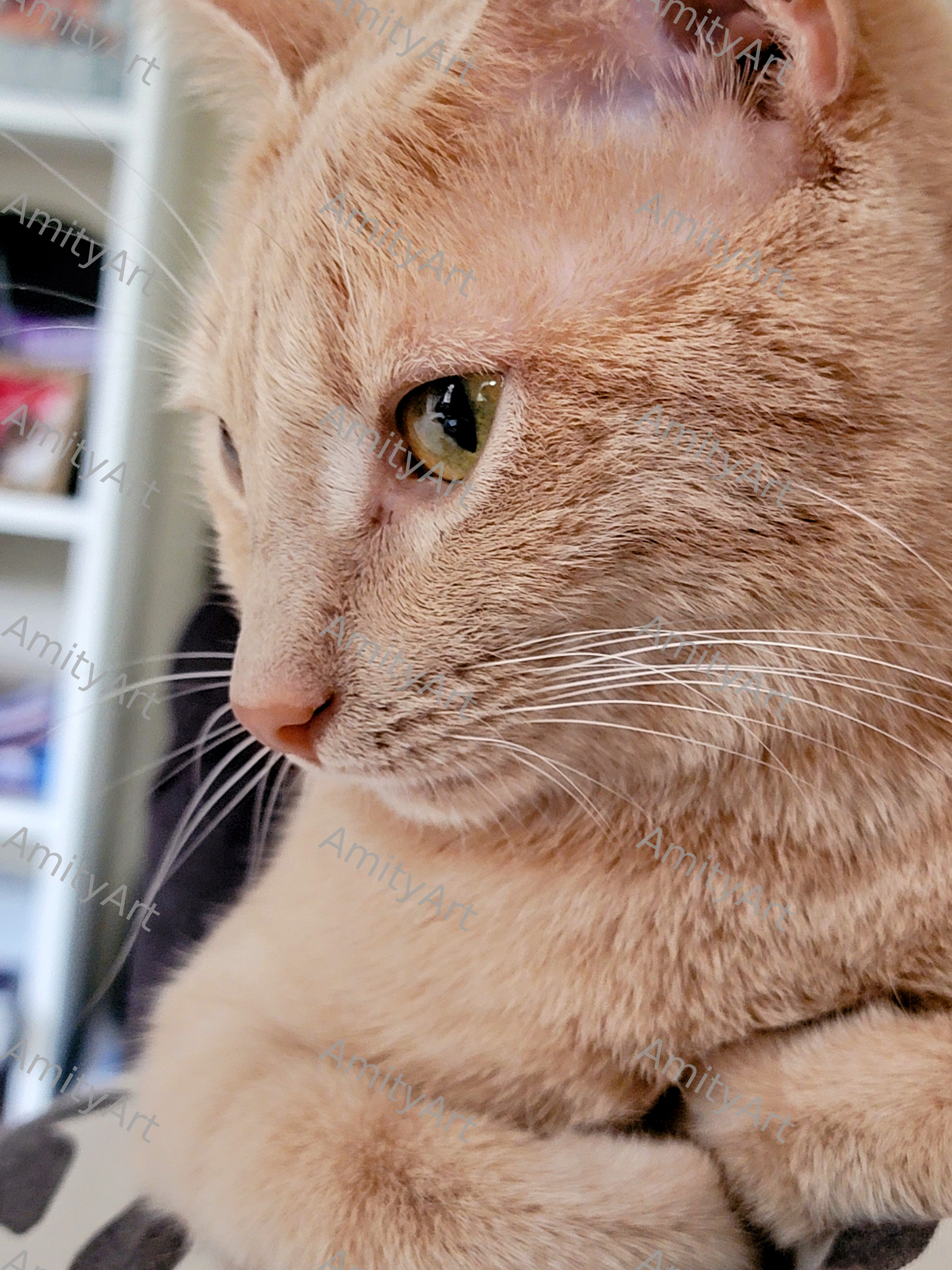 Cat Series