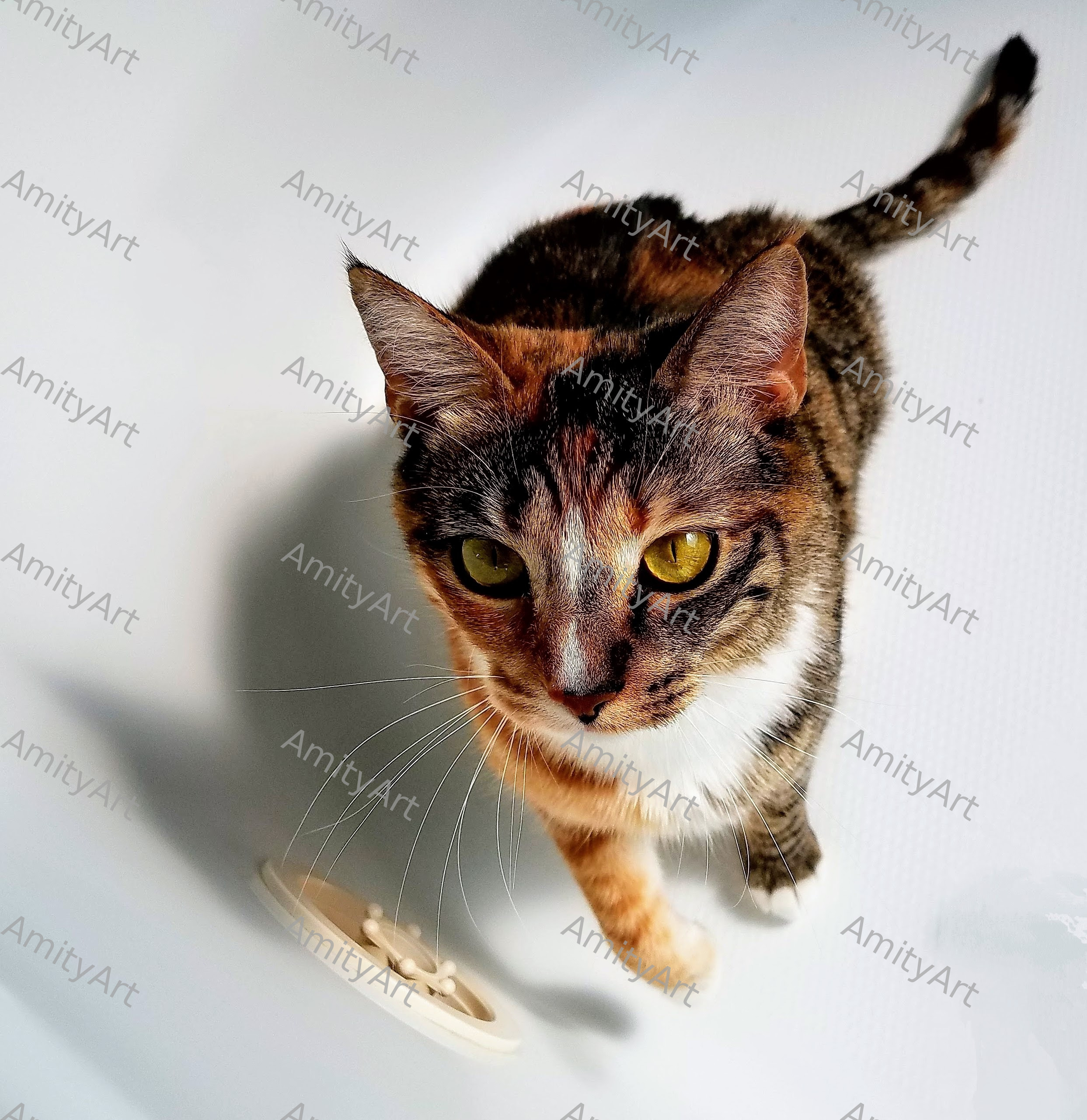 Cat Series