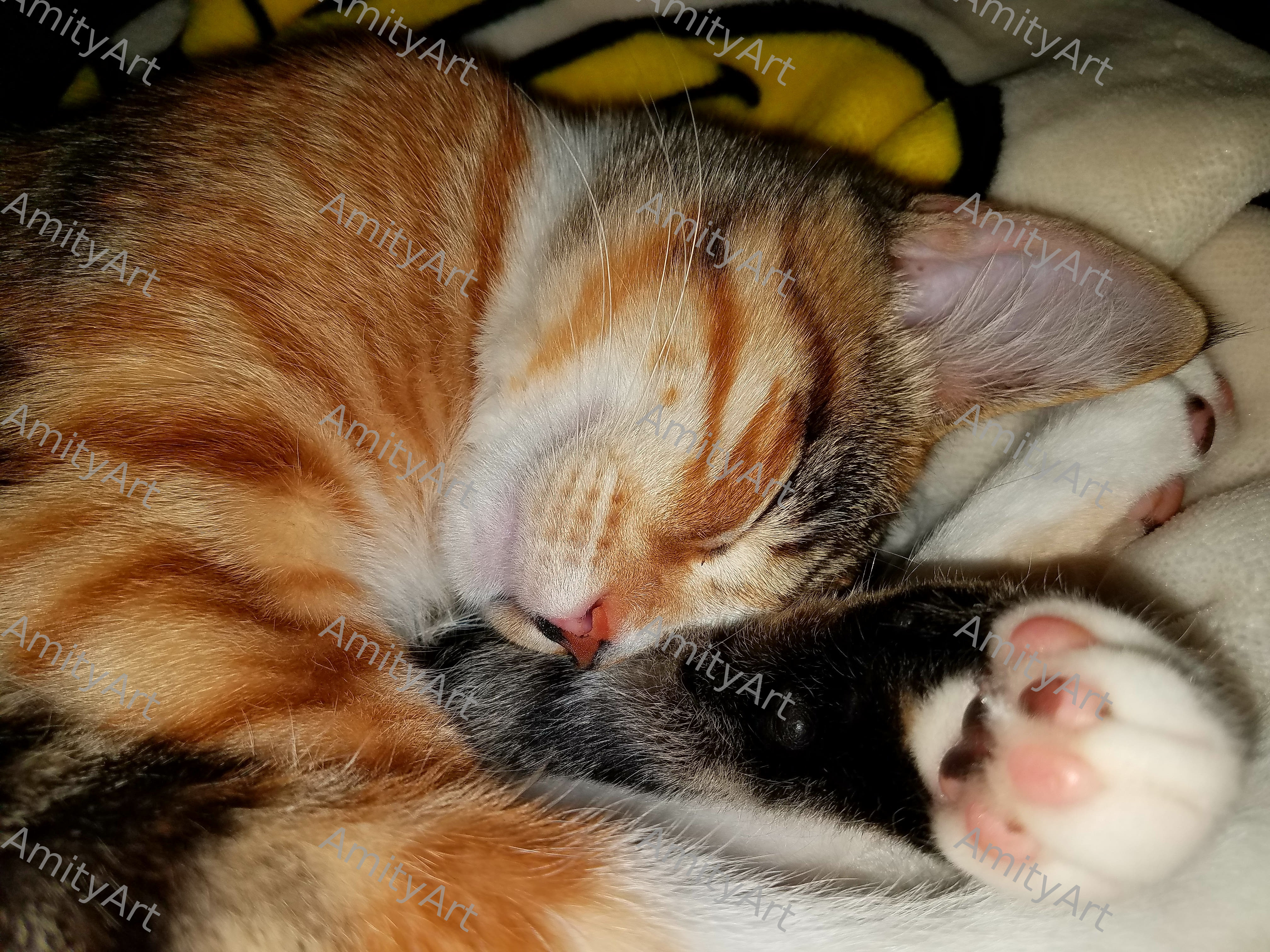 Cat Series