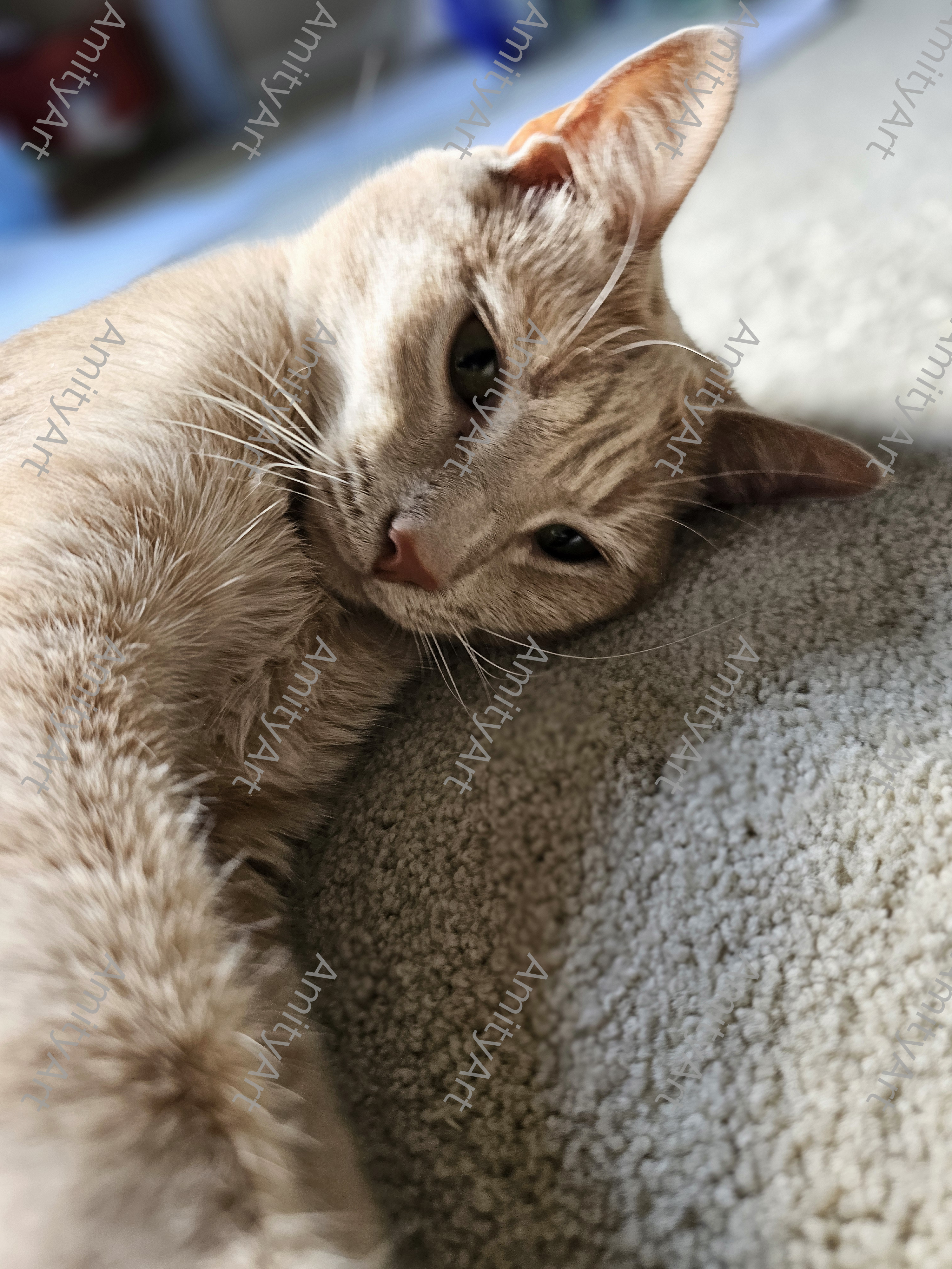 Cat Series