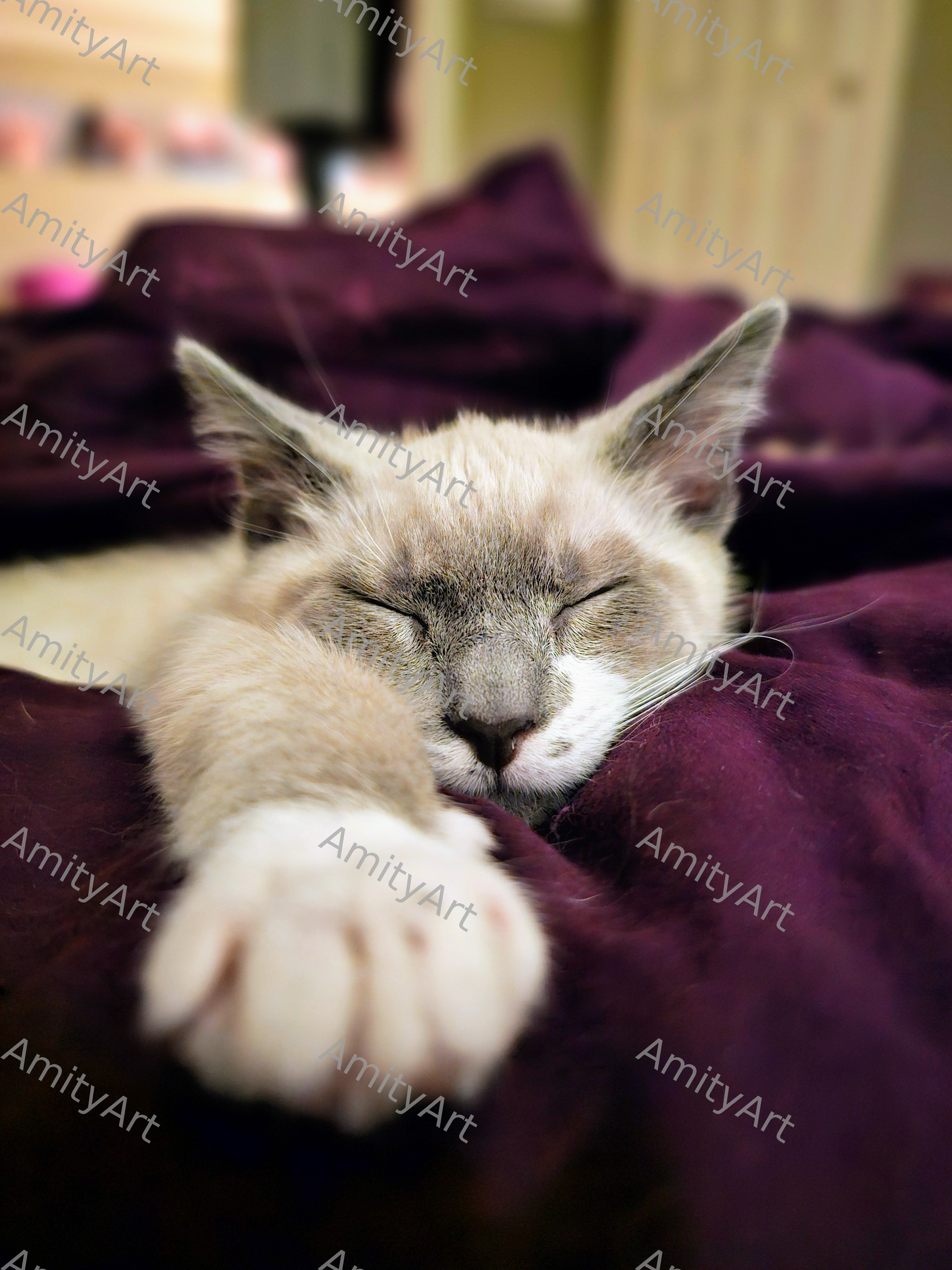 Cat Series