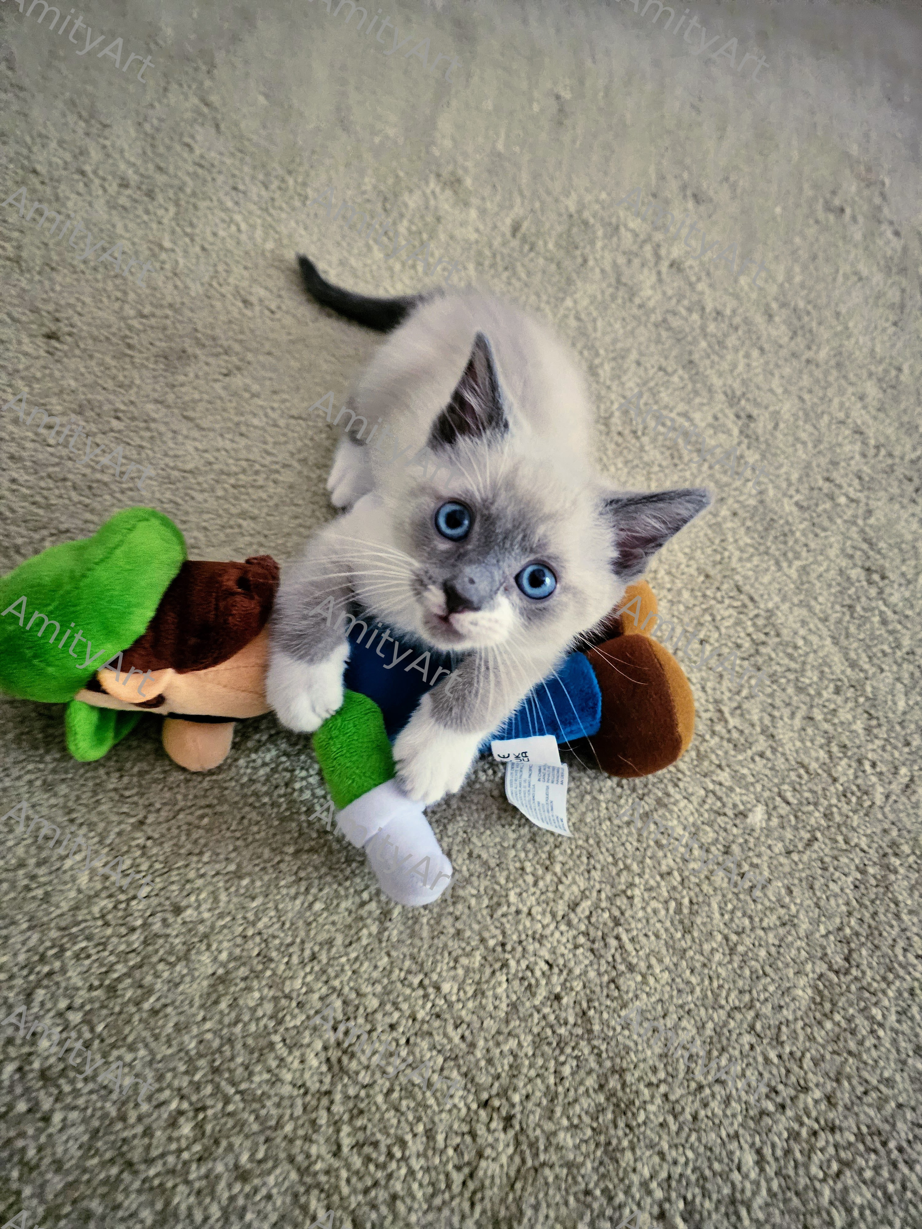 Cat Series
