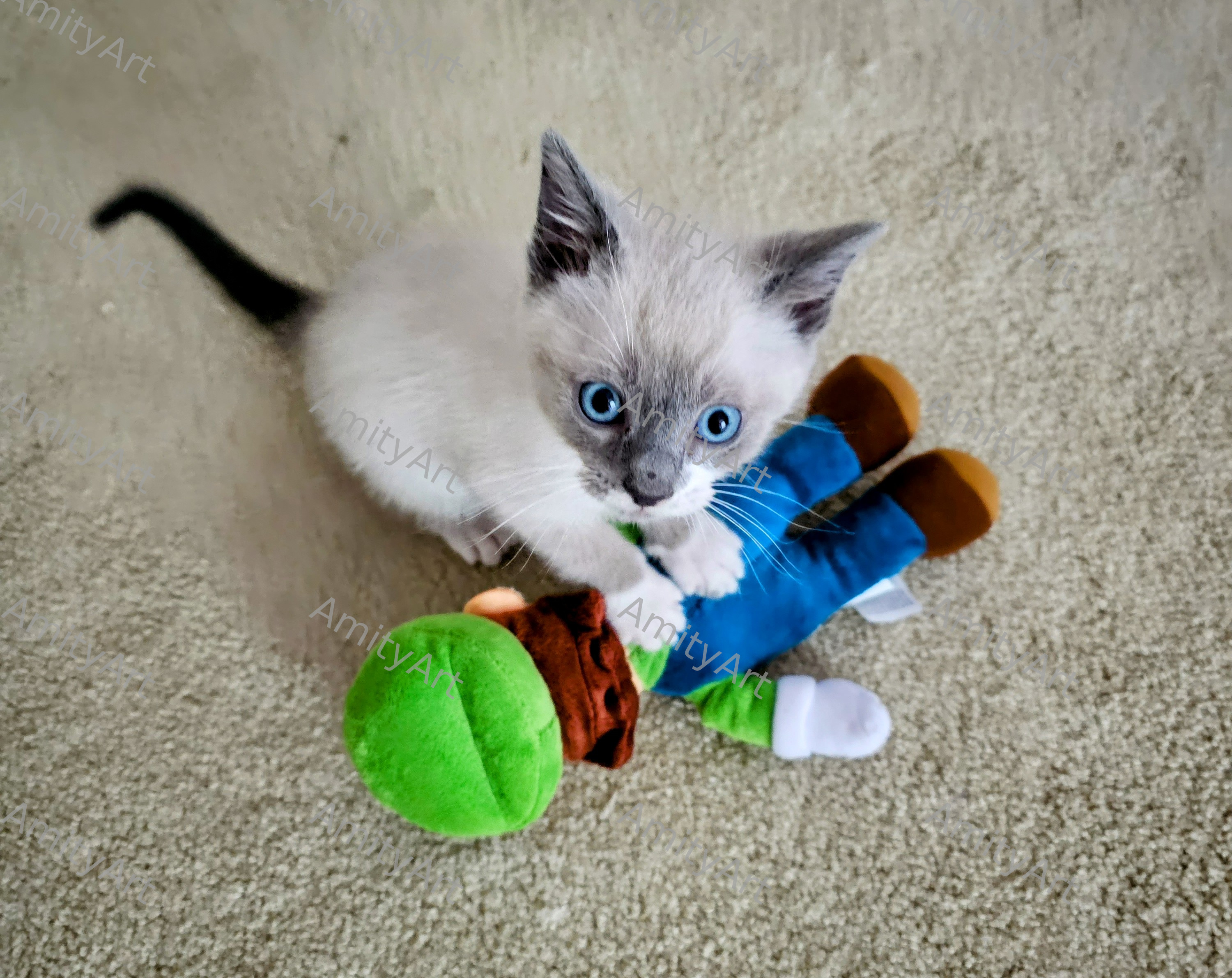 Cat Series