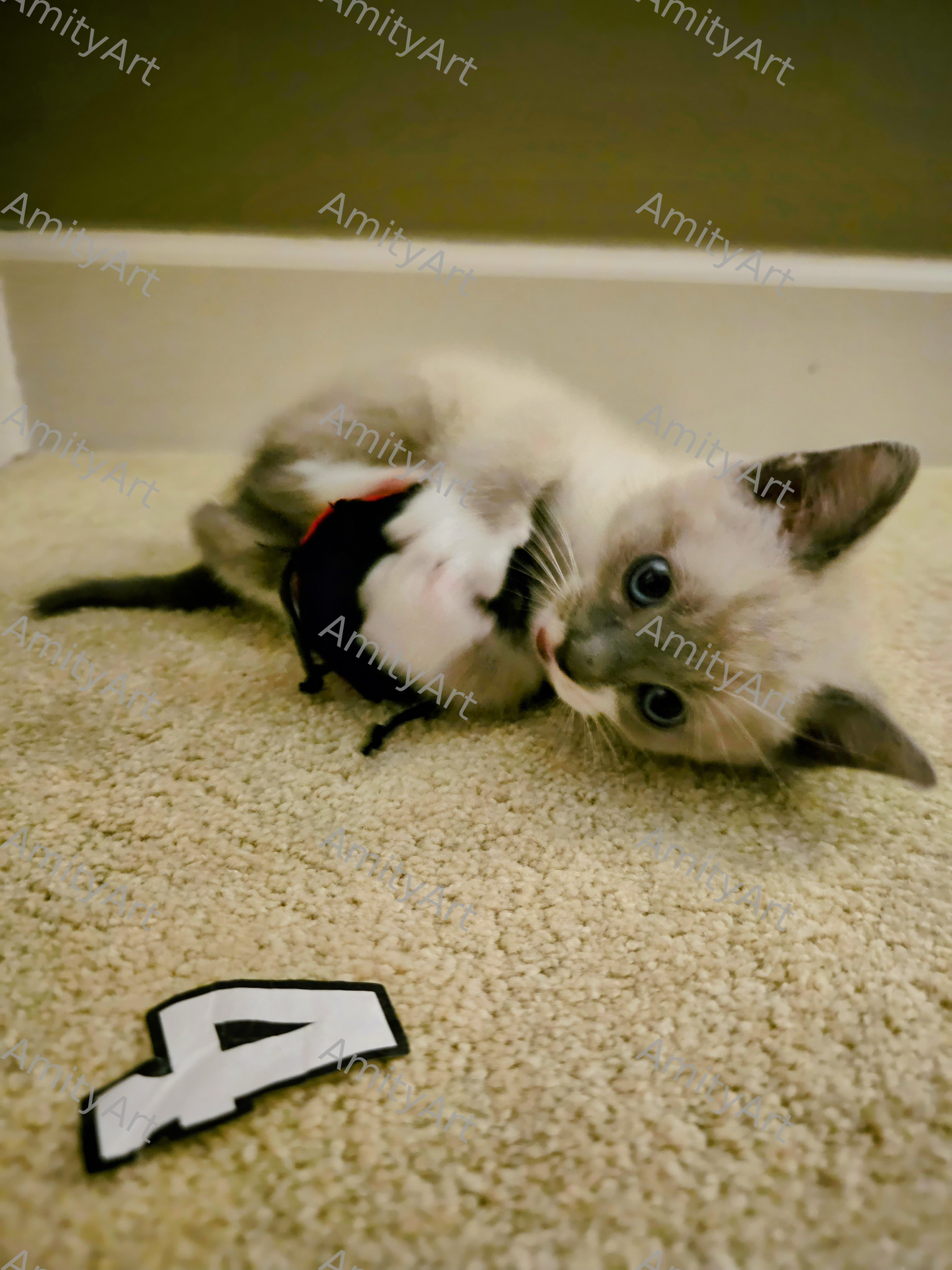 Cat Series