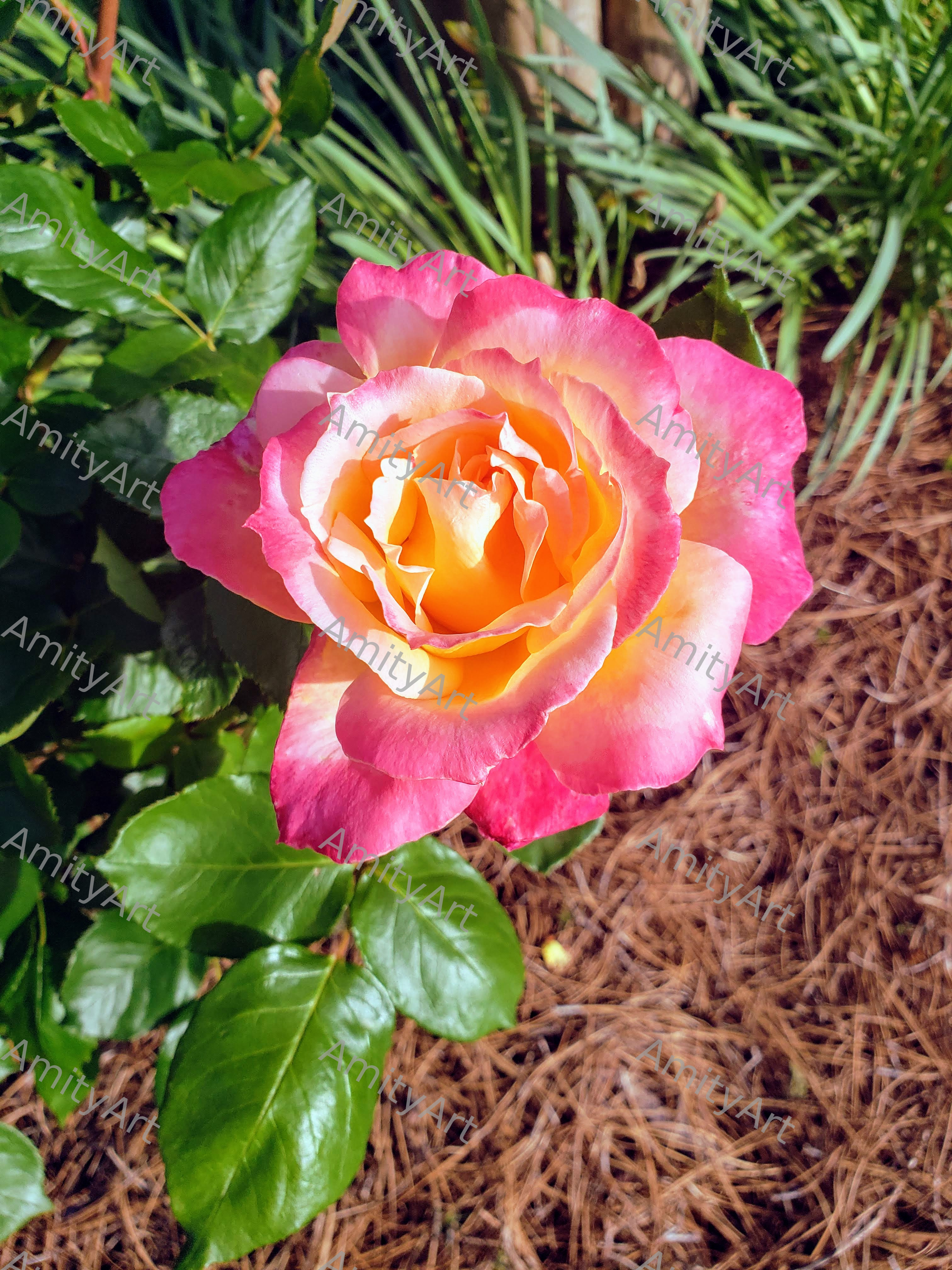 Flower Series