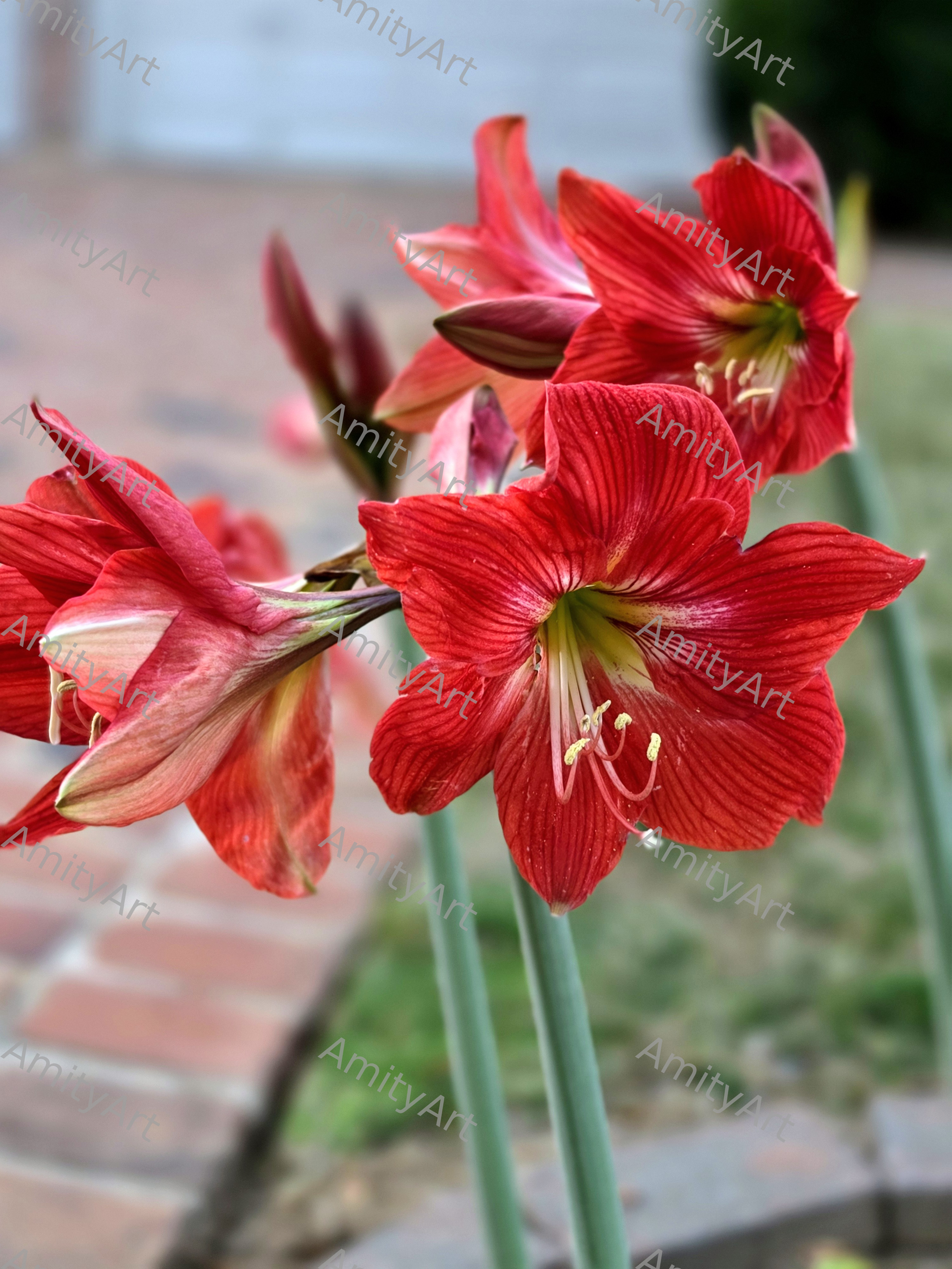 Flower Series