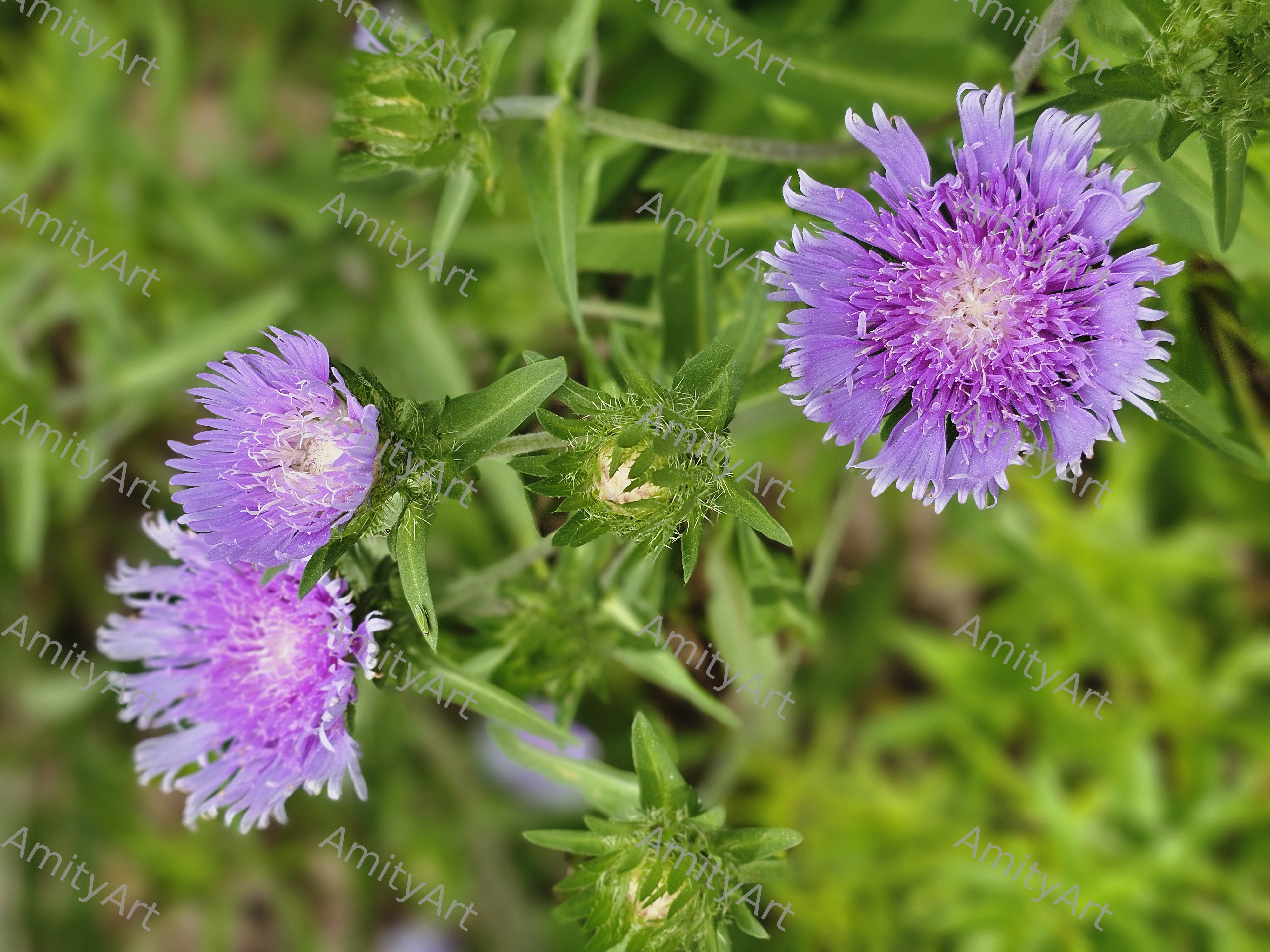 Flower Series