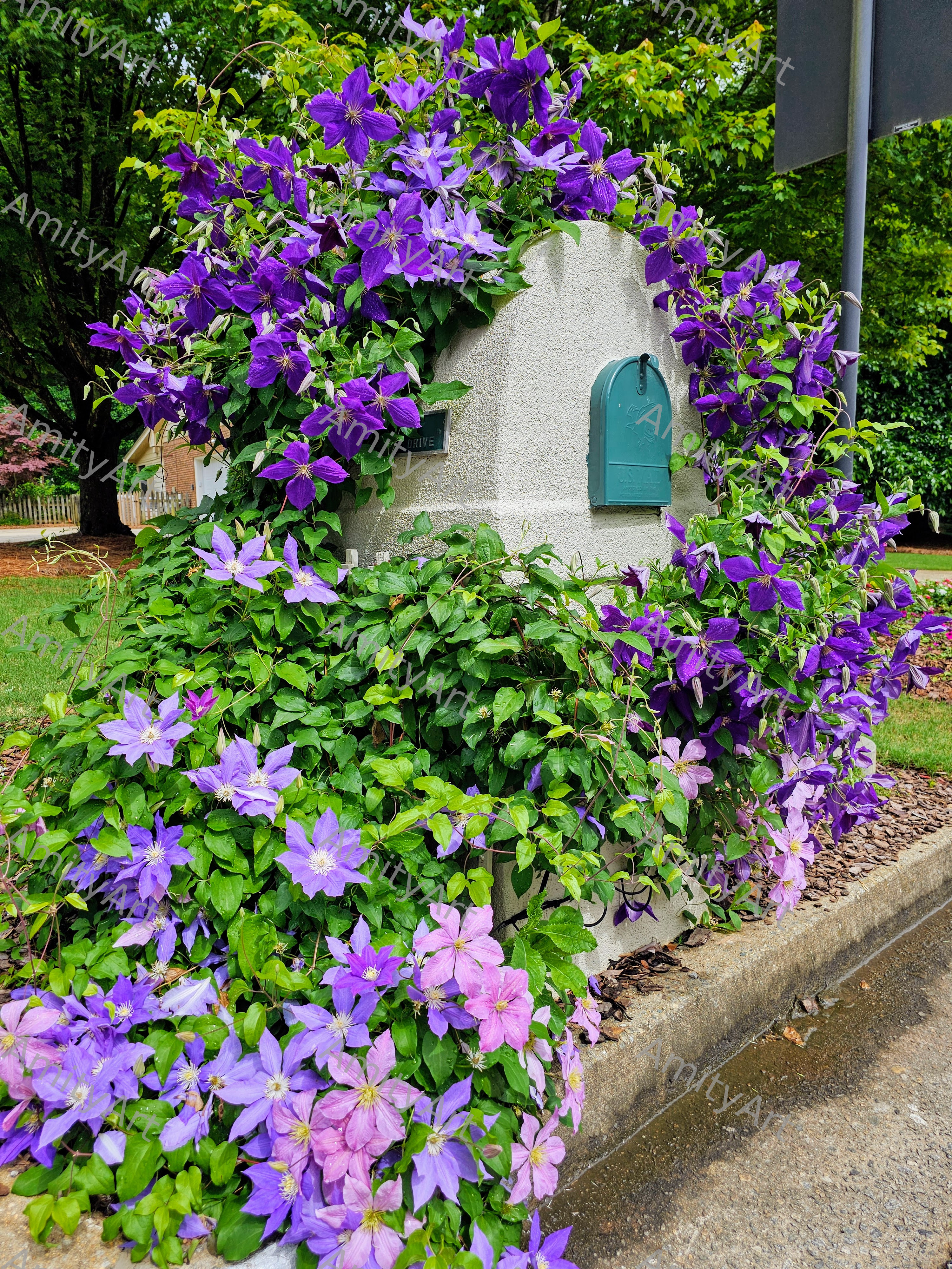 Flower Series