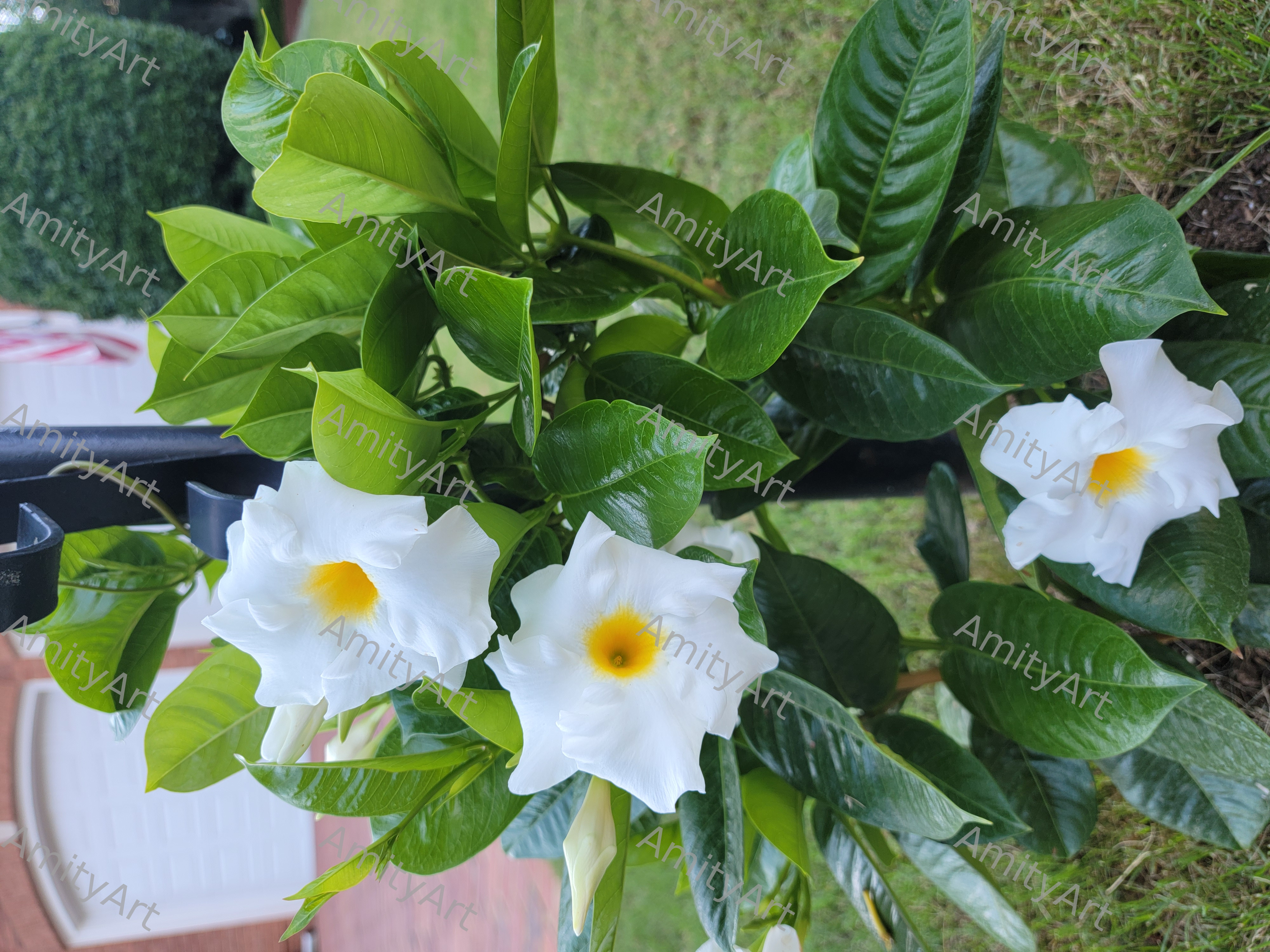 Flower Series