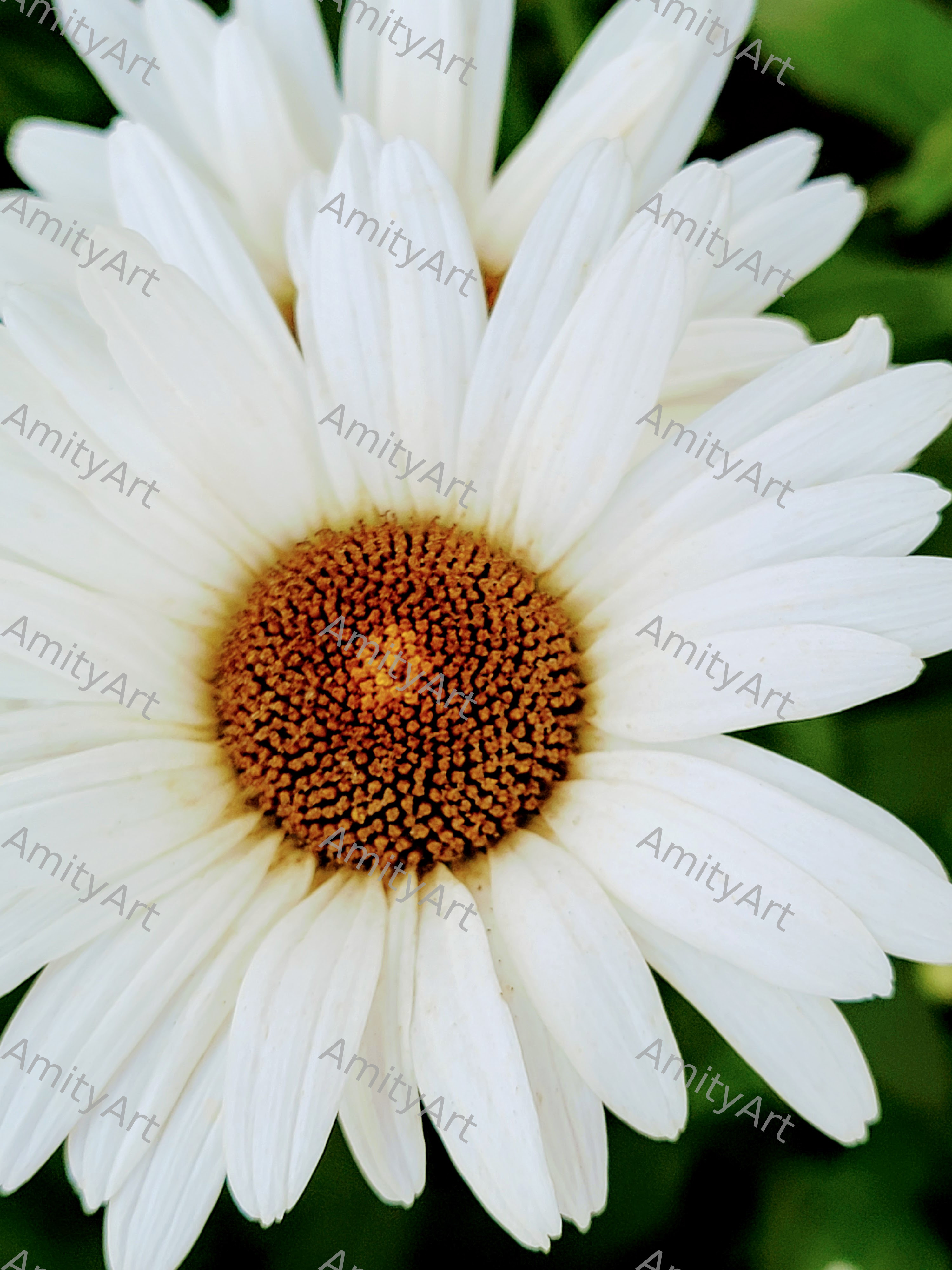 Flower Series