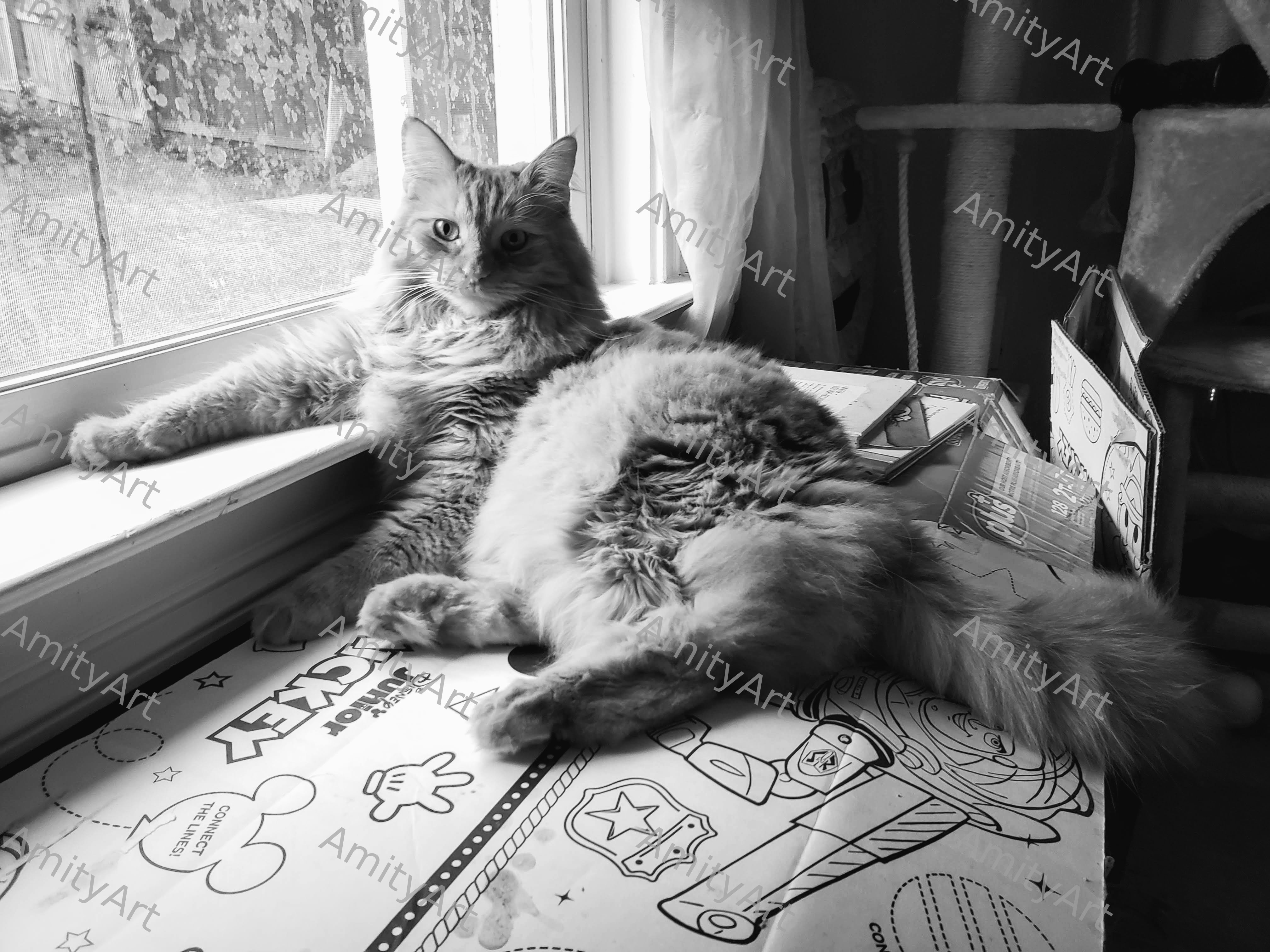 Cat Series