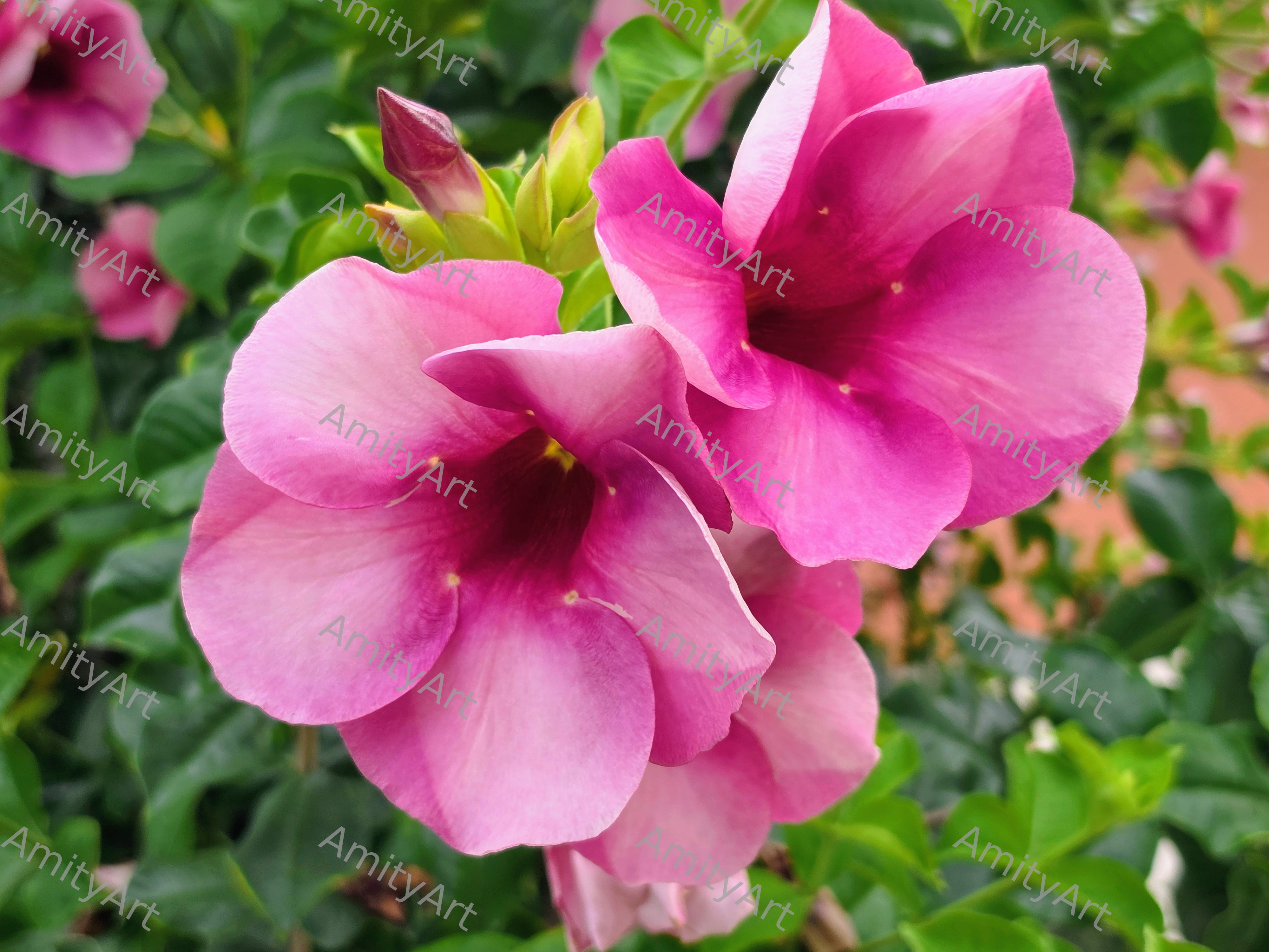 Flower Series