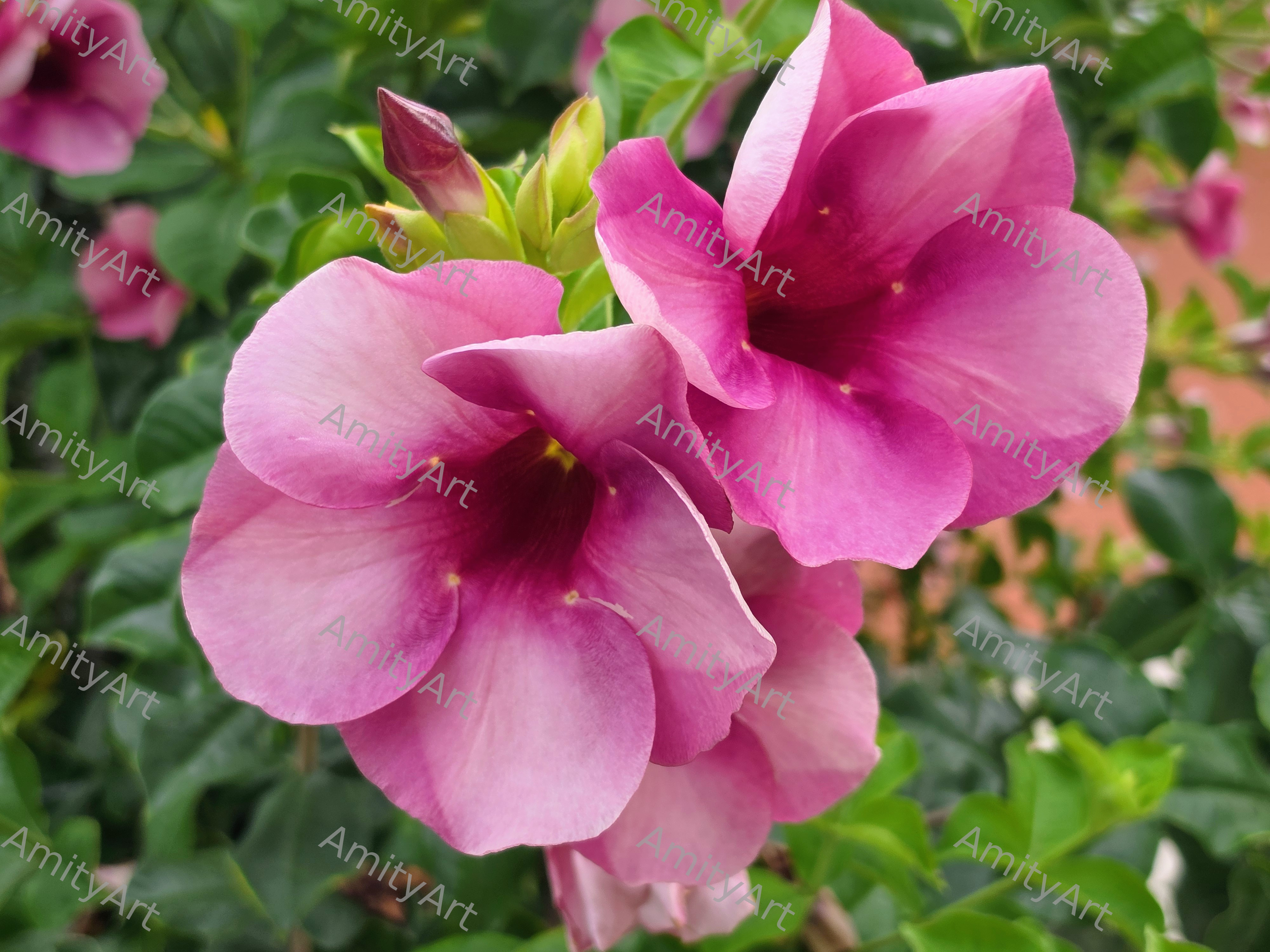 Flower Series