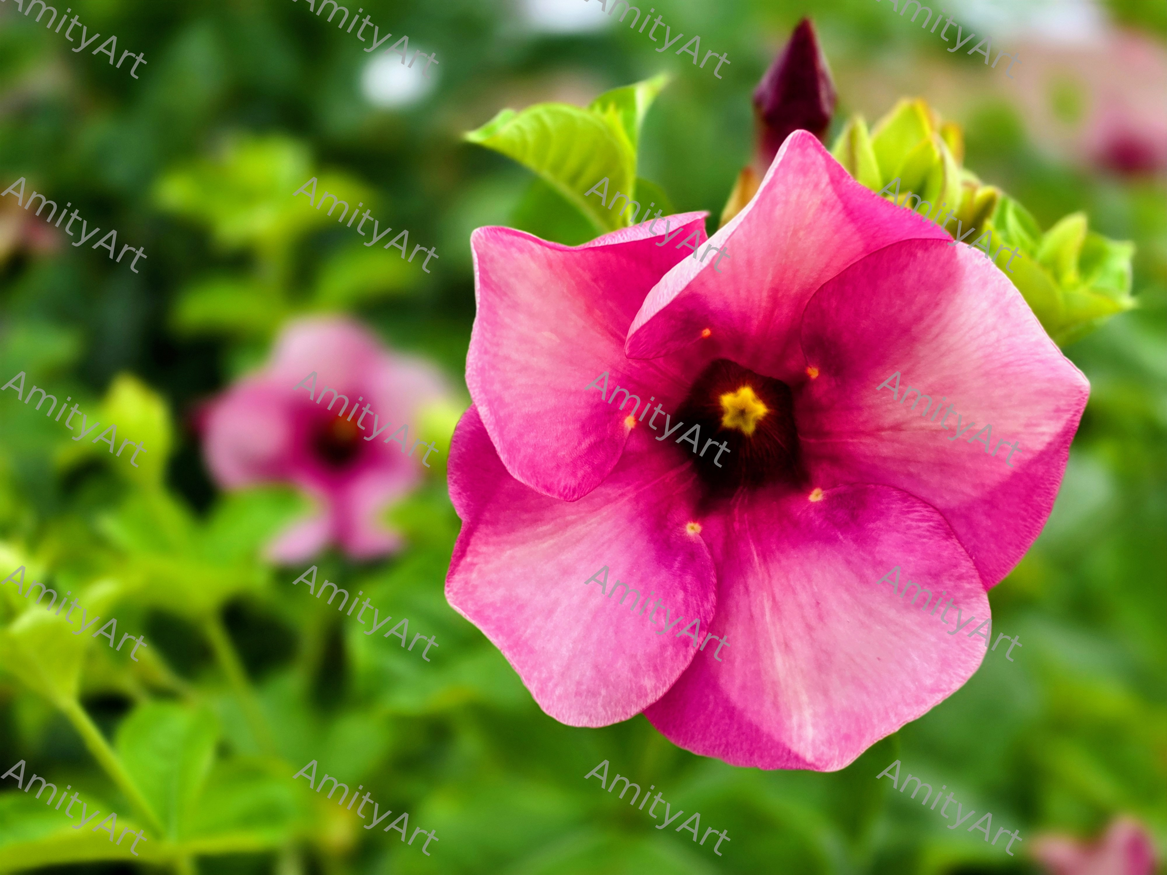Flower Series