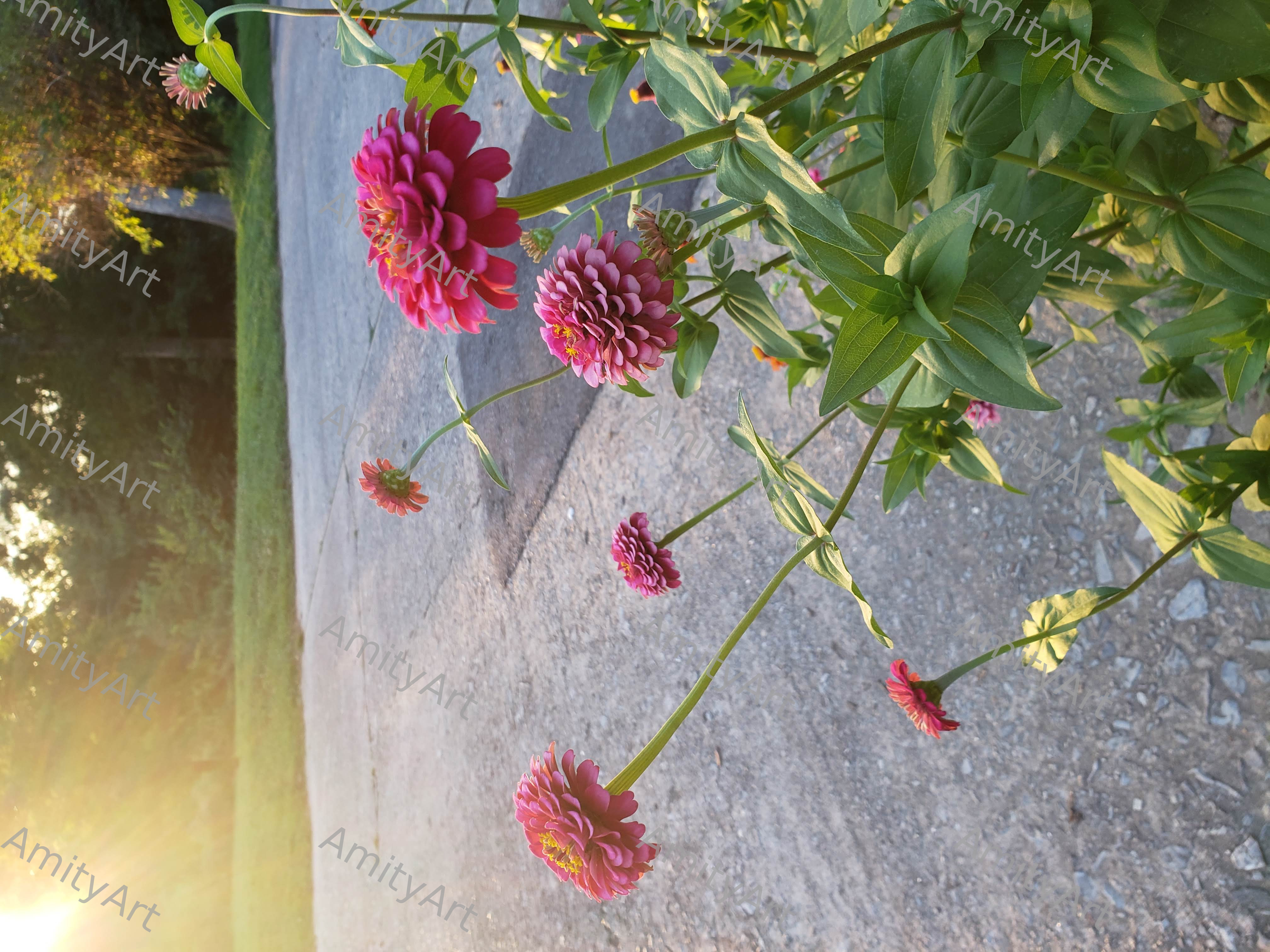 Flower Series