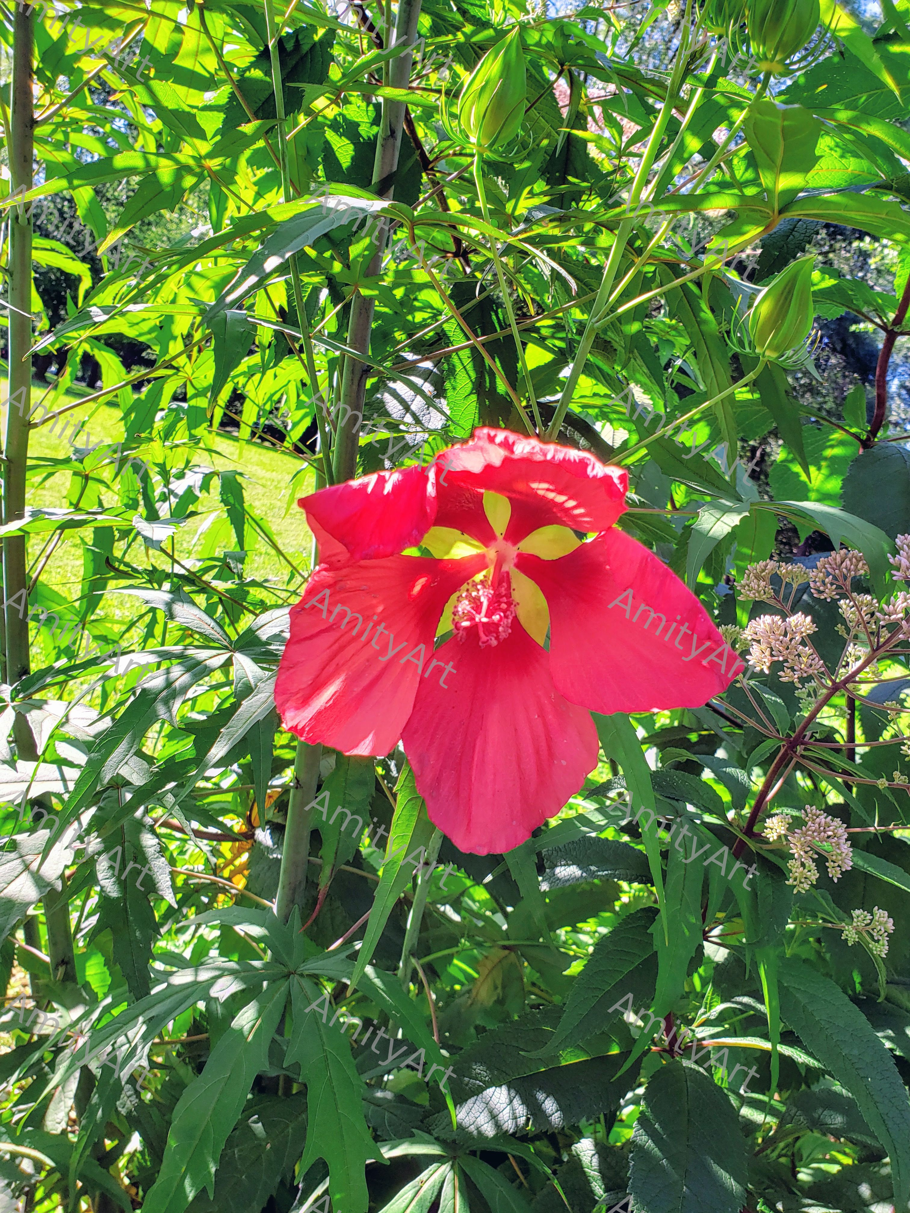 Flower Series