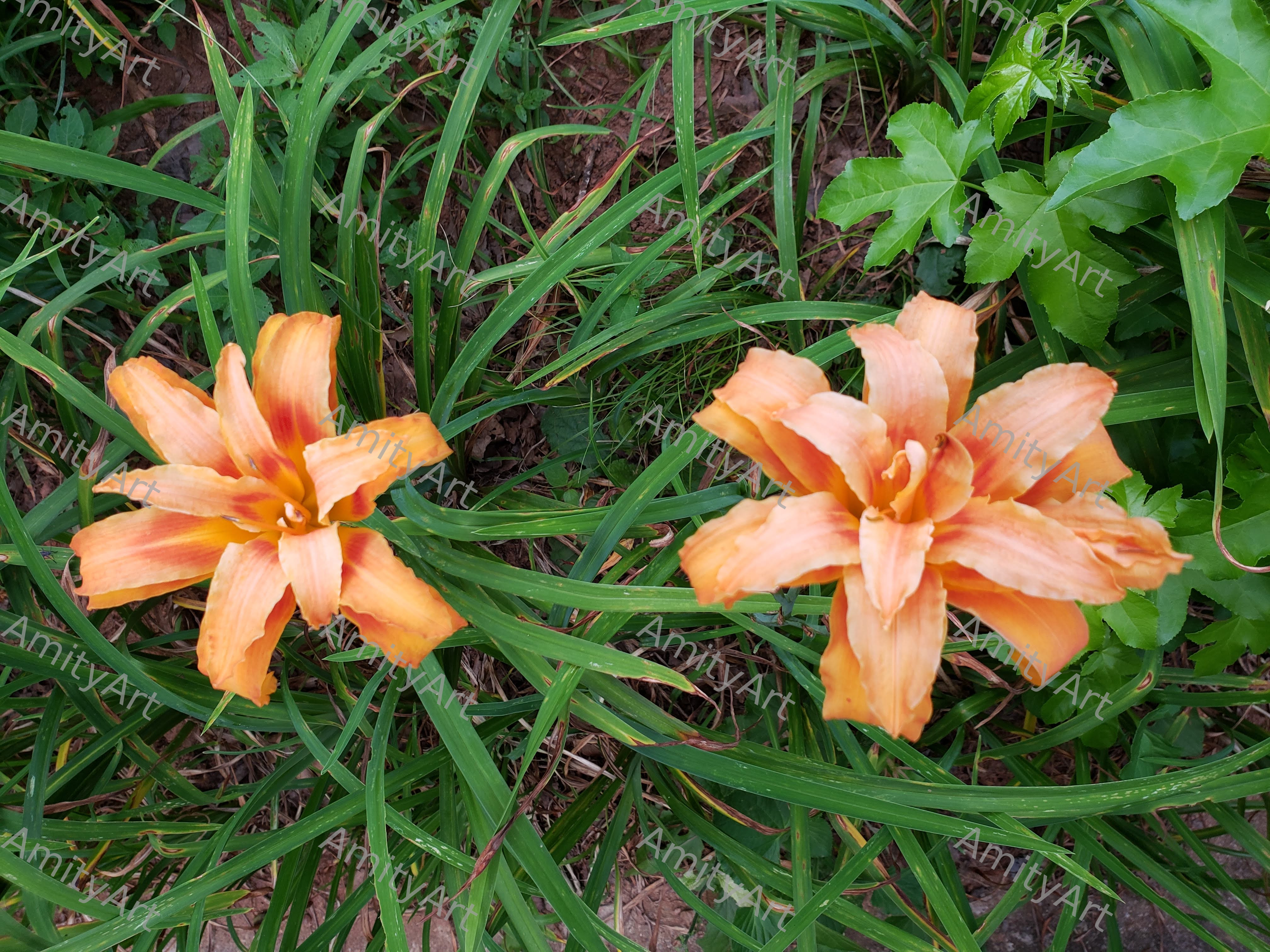 Flower Series