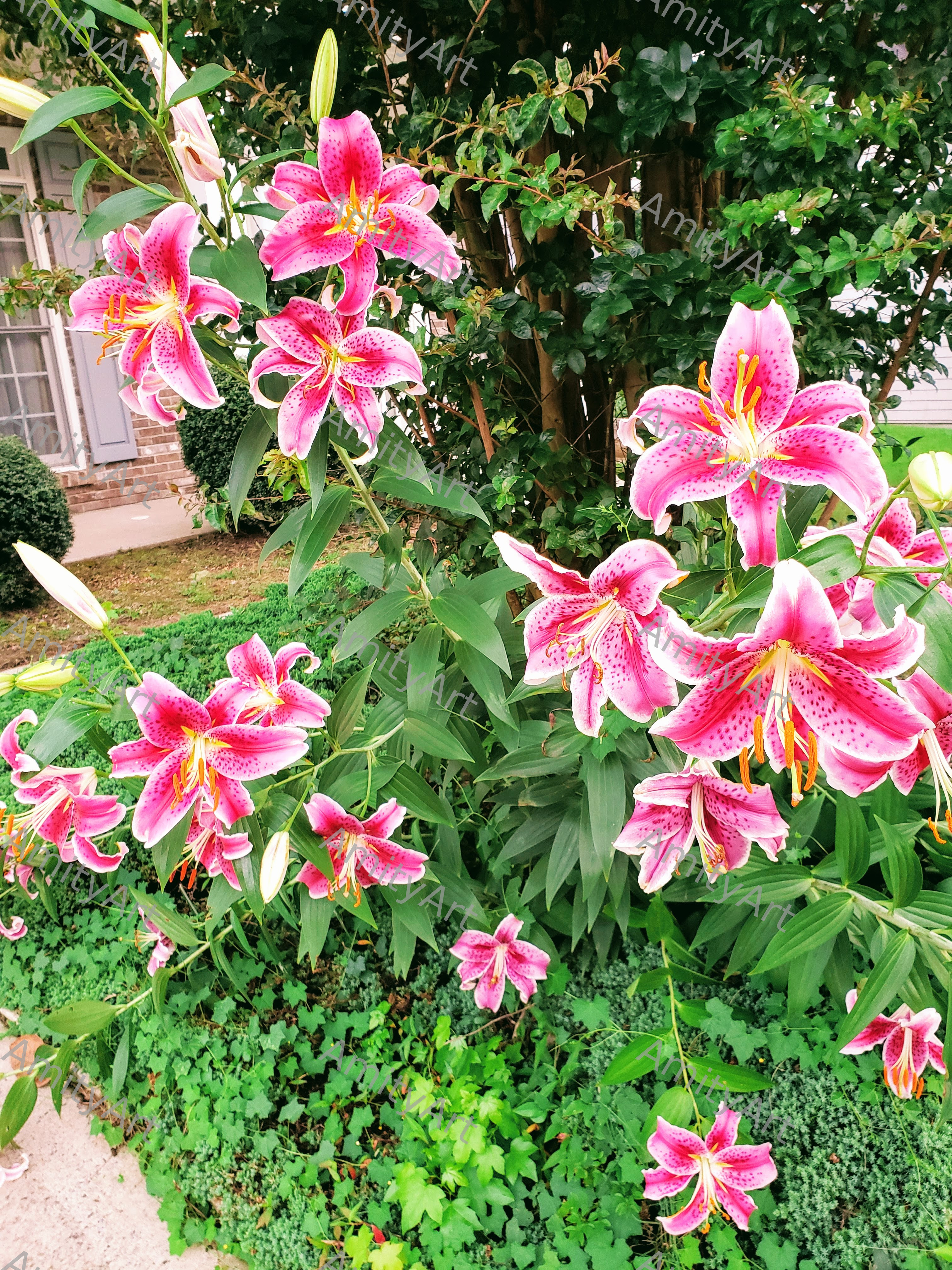 Flower Series